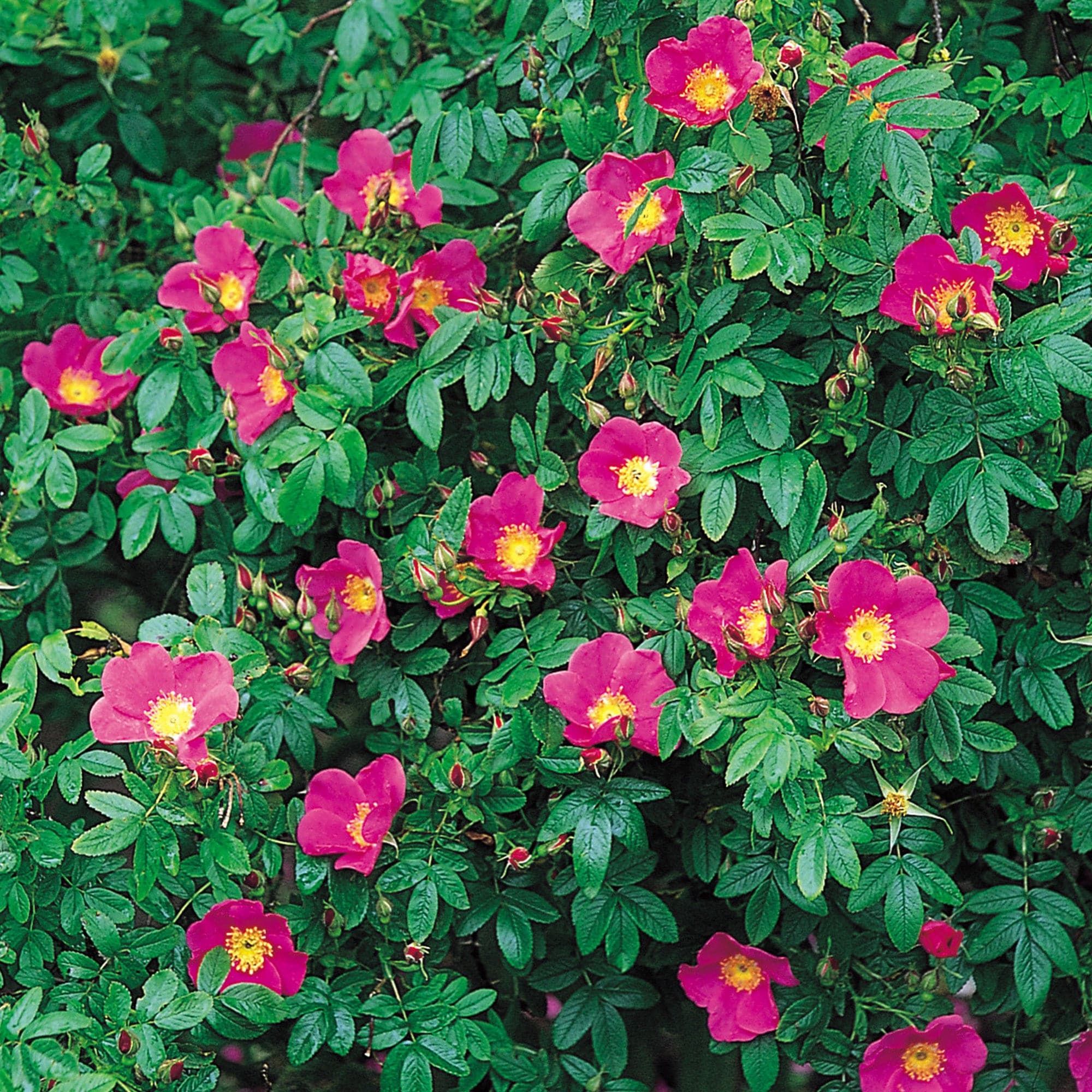 Rosa Virginiana