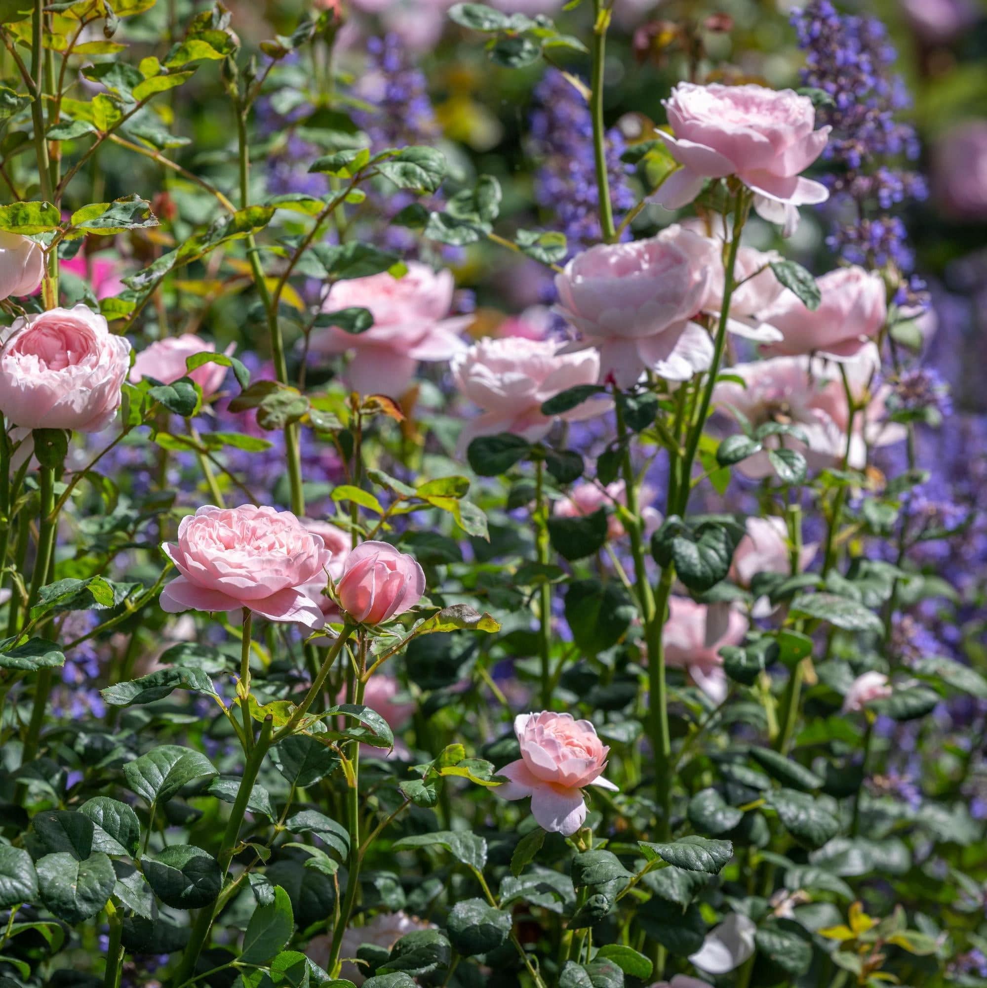 Queen of Sweden (Austiger) | English Shrub Rose | David Austin Roses