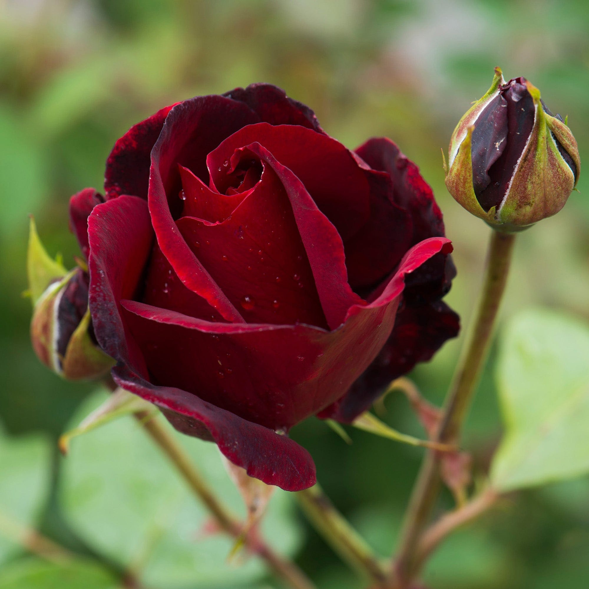 Black Beauty | Hybrid Tea | David Austin Roses