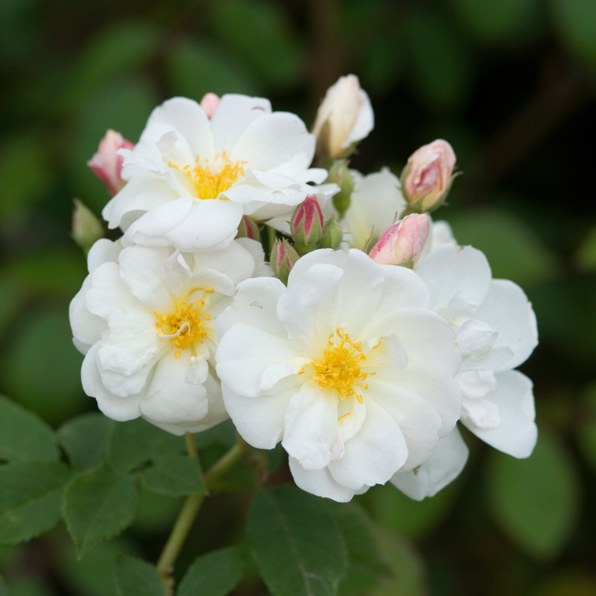 R. moschata ‘Princesse de Nassau’