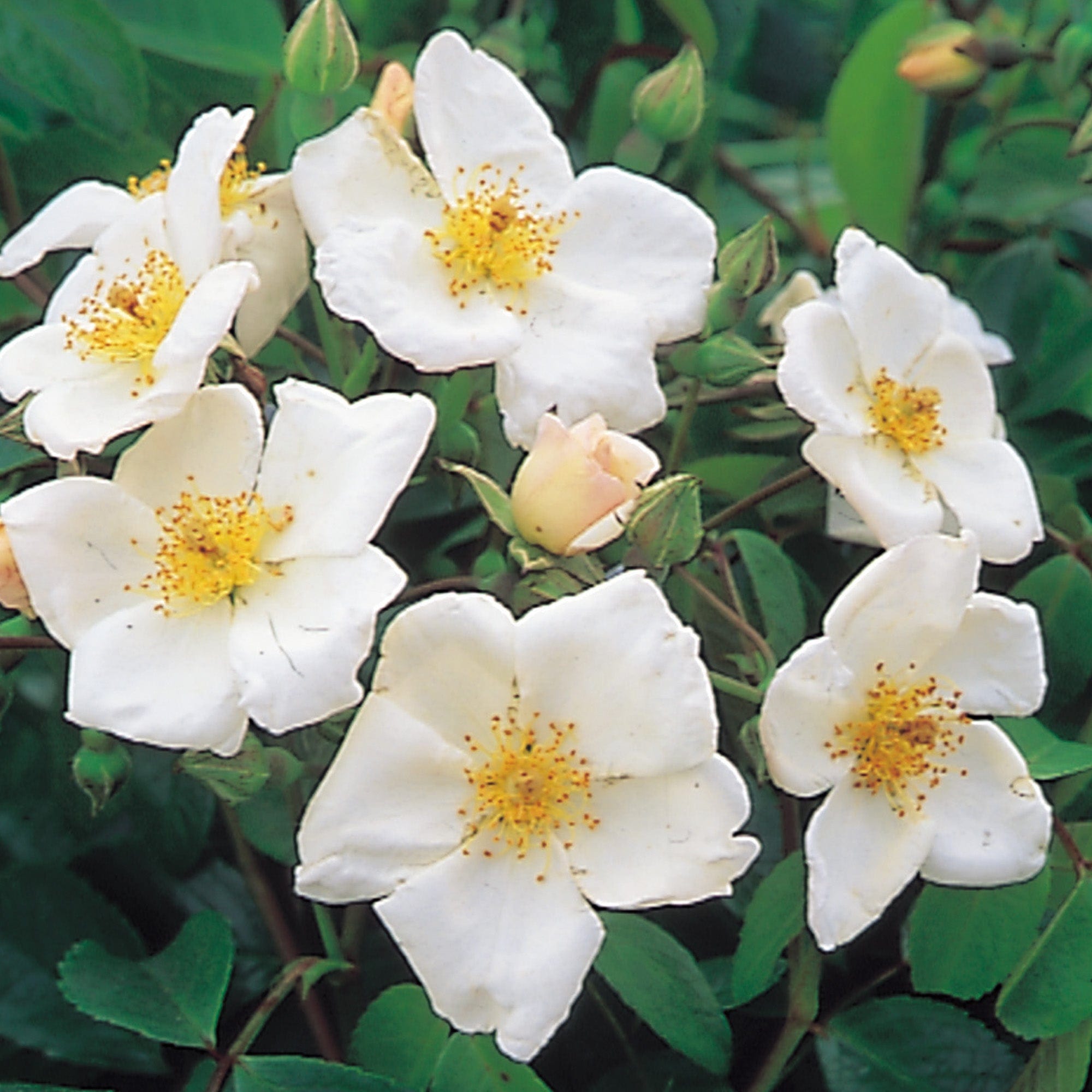 Rushing Stream | Ground Cover Rose | David Austin Roses