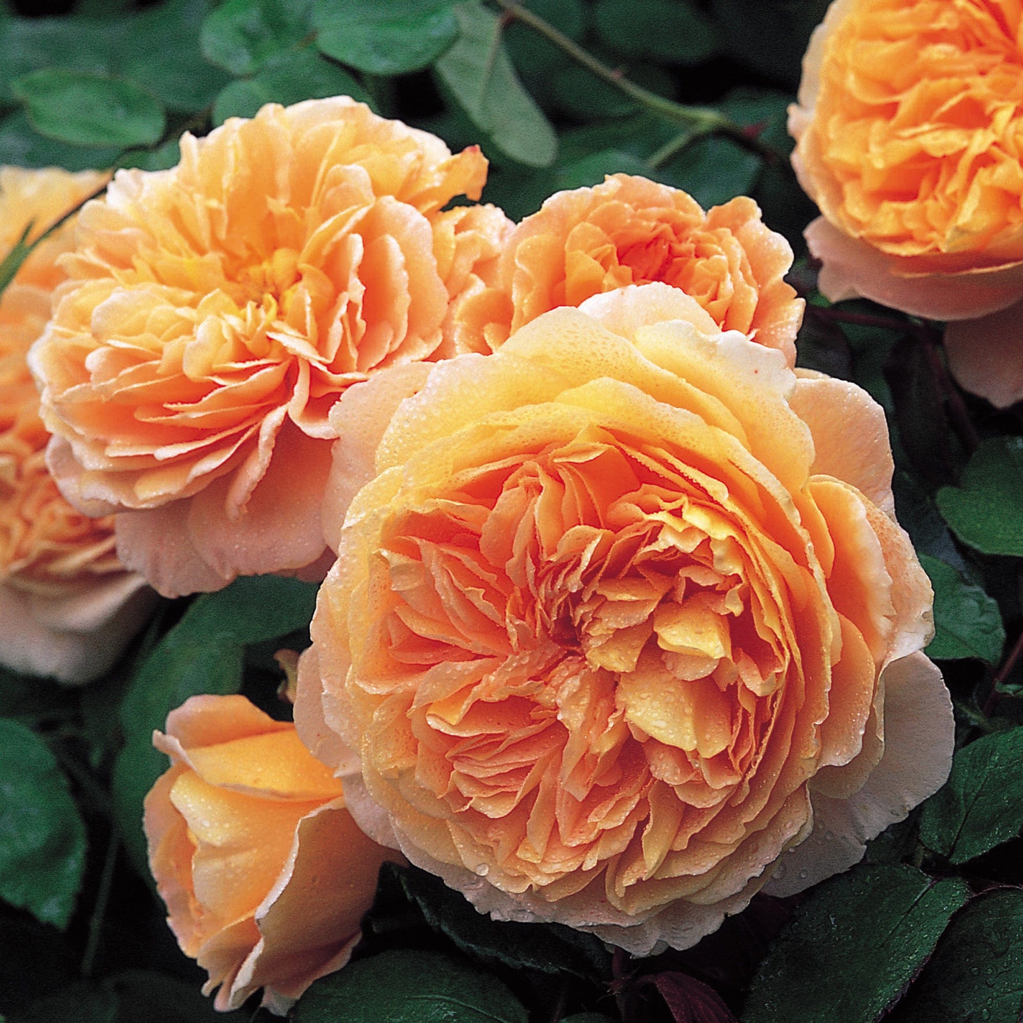 Розы остина купить. Розы Остина Crown Princess Margareta.