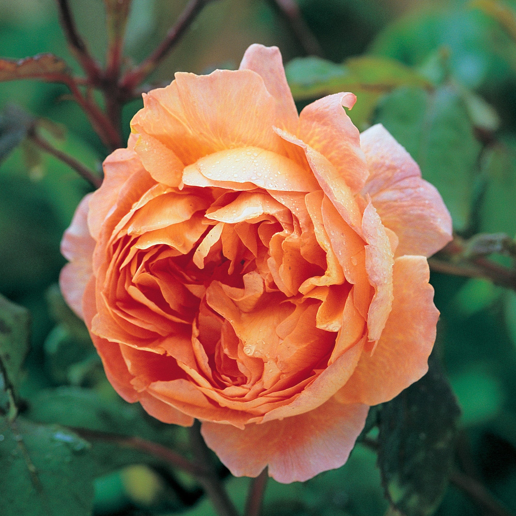 David Austin Cabbage Rose, Juliet Rose, Realistic Peony Rose for Vase,  English Garden Rose, Bride Wedding Masora Bouquet, Magenta Color 