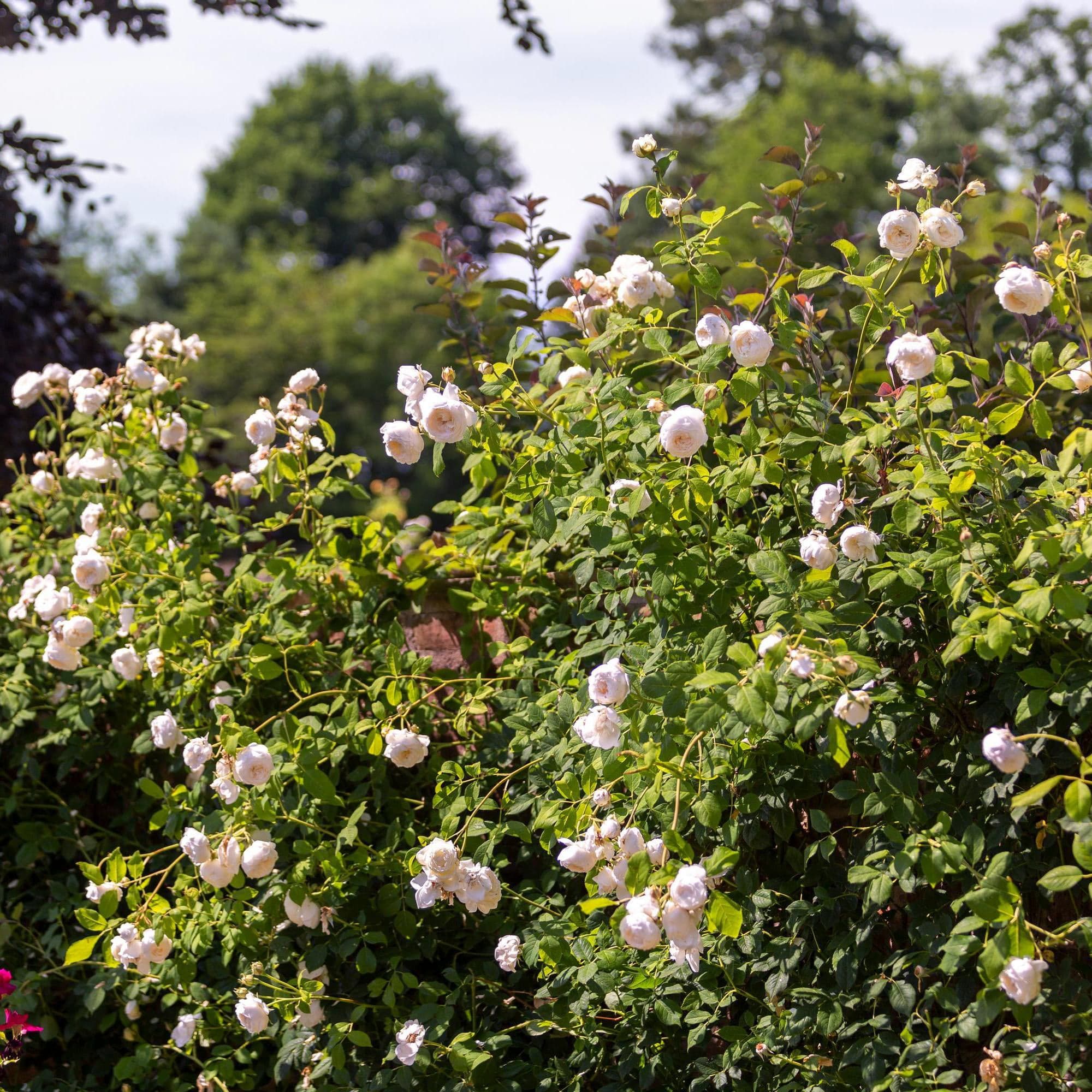 Claire Austin | English Climbing Rose | David Austin Roses