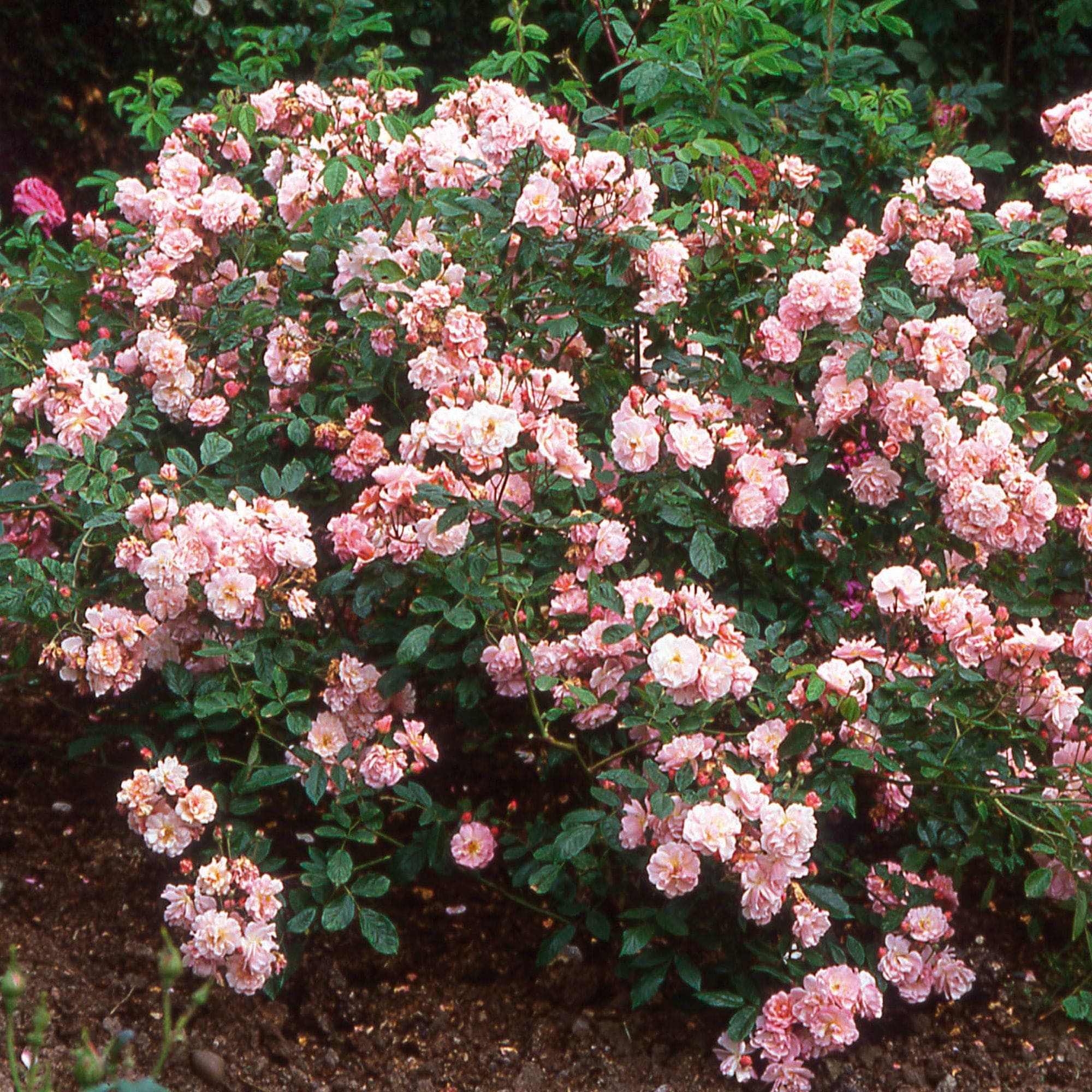 Coel Shrub Roses Cornelia | Shrub Rose | David Austin Roses