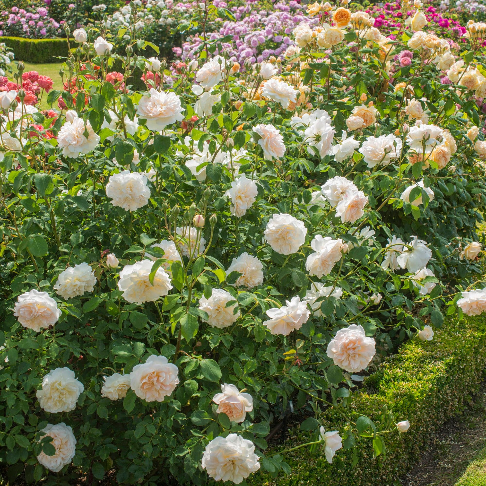 Image of David Austin 'Lichfield Angel' shrub roses plant