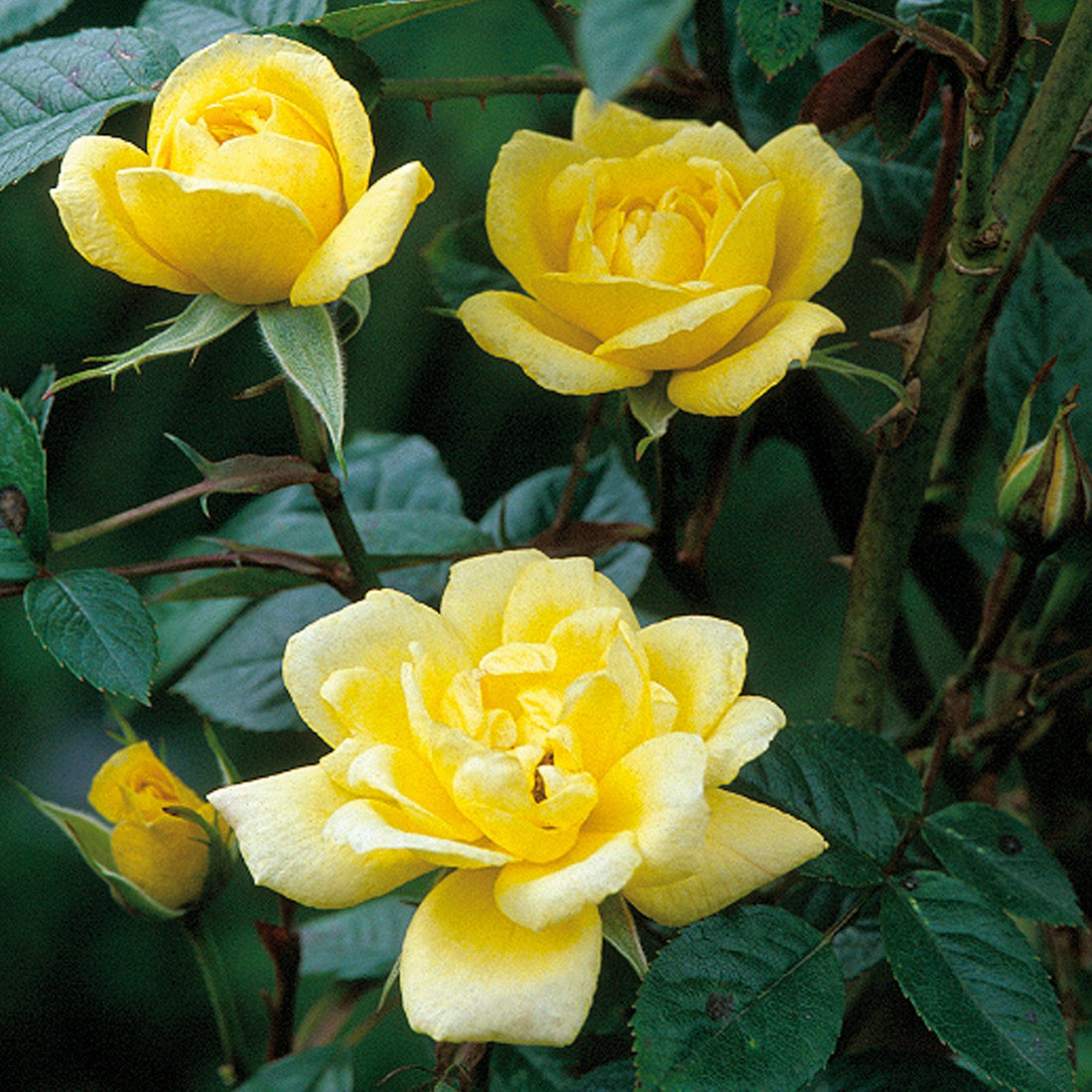 Laura Ford | Climbing Rose | David Austin Roses