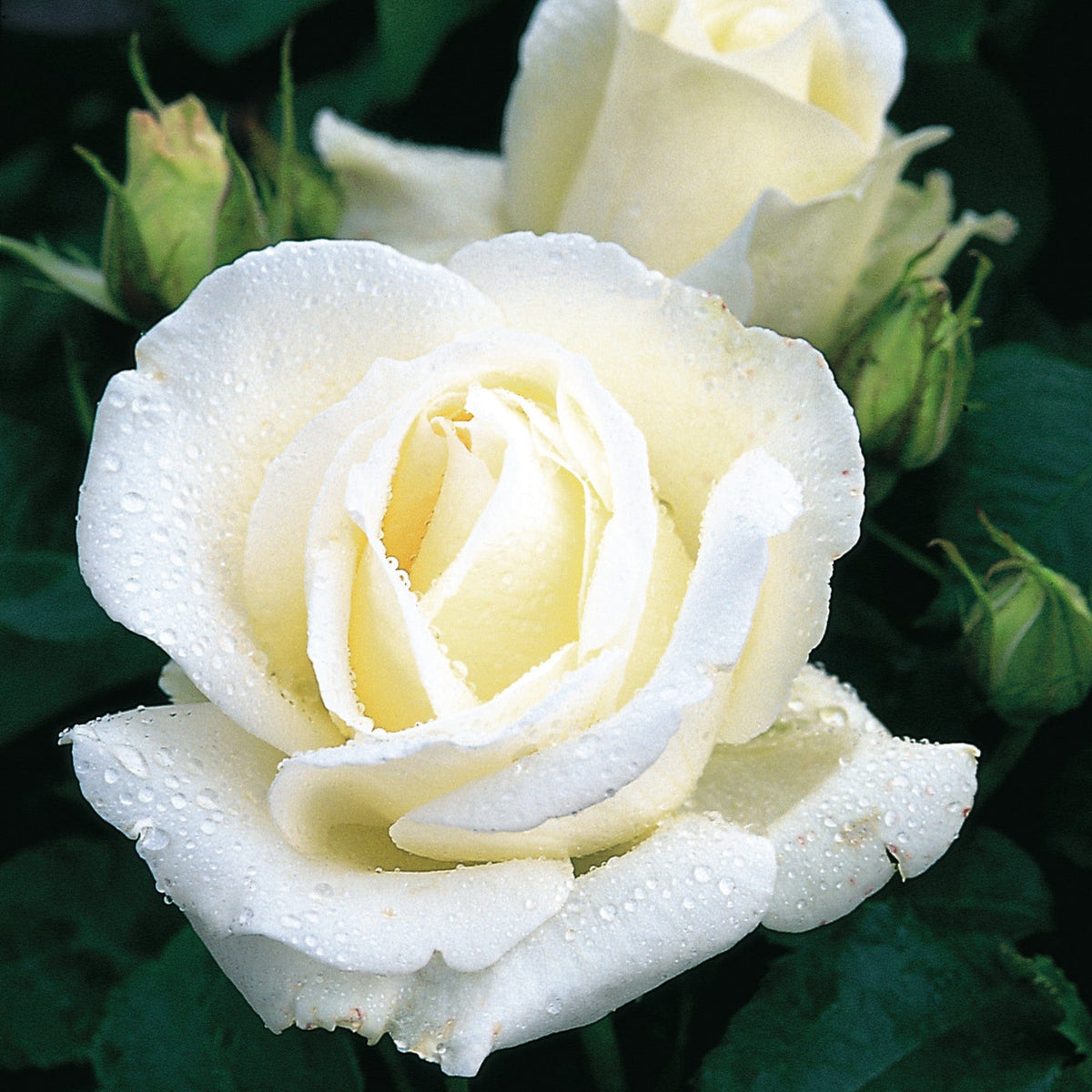 Silver Anniversary | Hybrid Tea | David Austin Roses