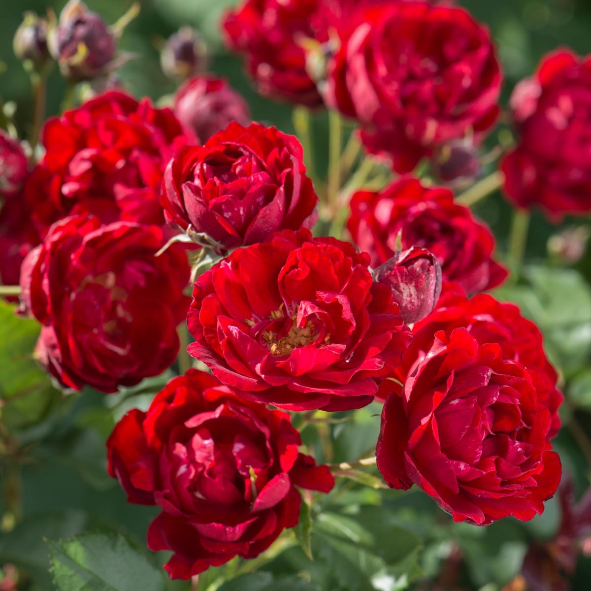 Arena Plus Roses Marlena | Patio Rose | David Austin Roses