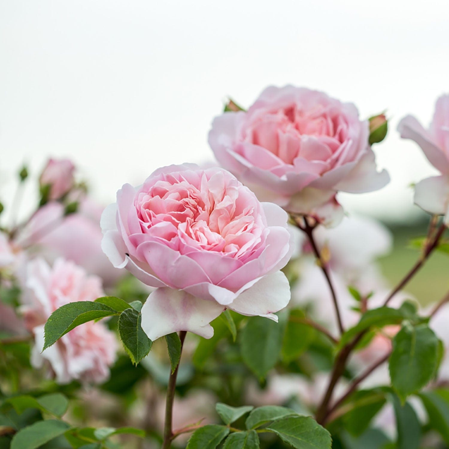 David Austin Roses Wildeve - Thumbnail 5