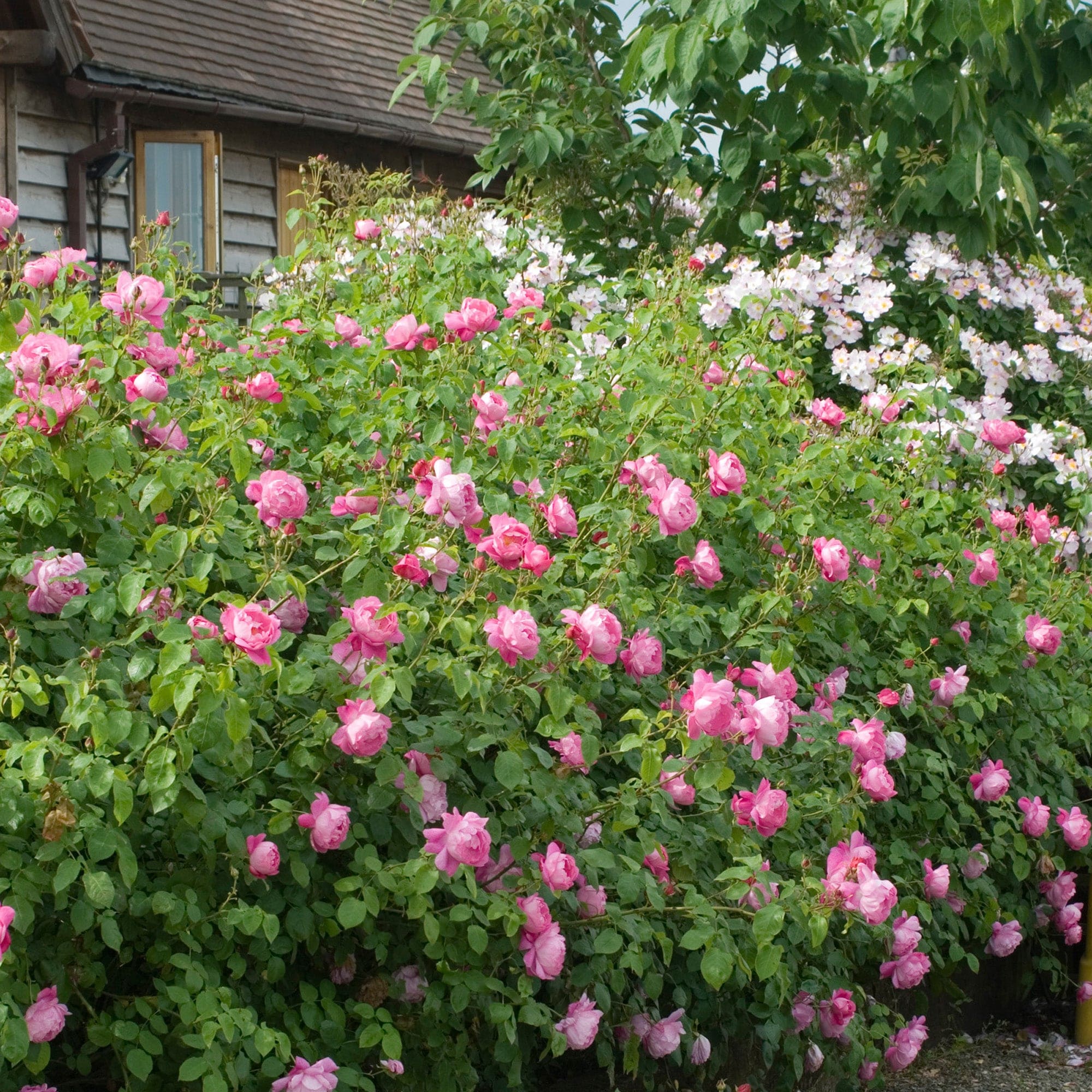 Coel Shrub Roses Corvedale | English Shrub Rose | David Austin Roses