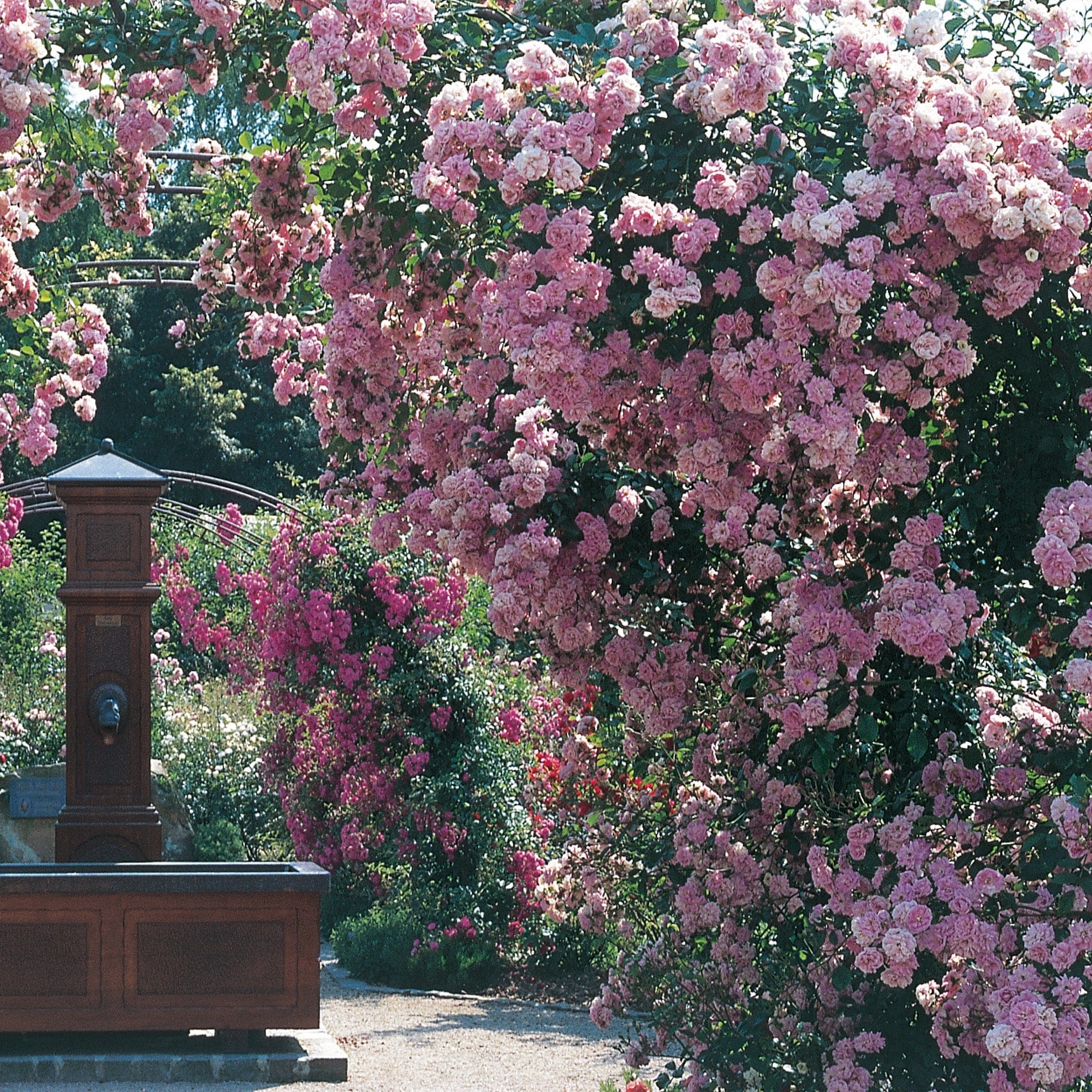 Super Fairy | Rambling Rose | David Austin Roses