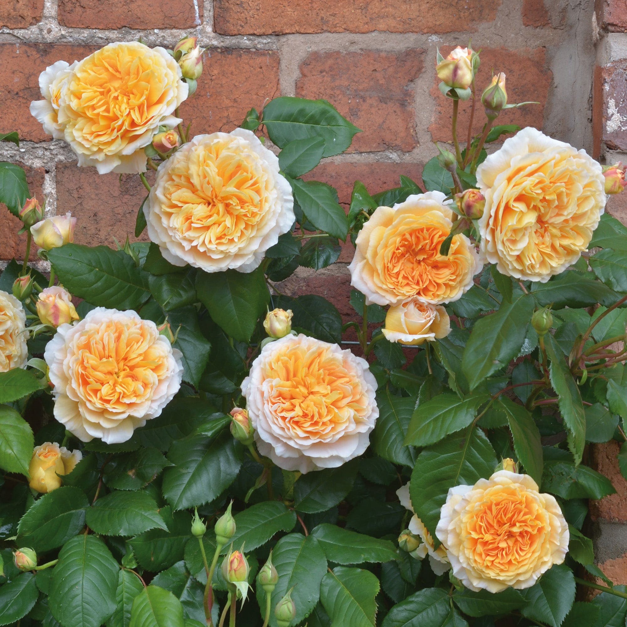 Crown Princess Margareta