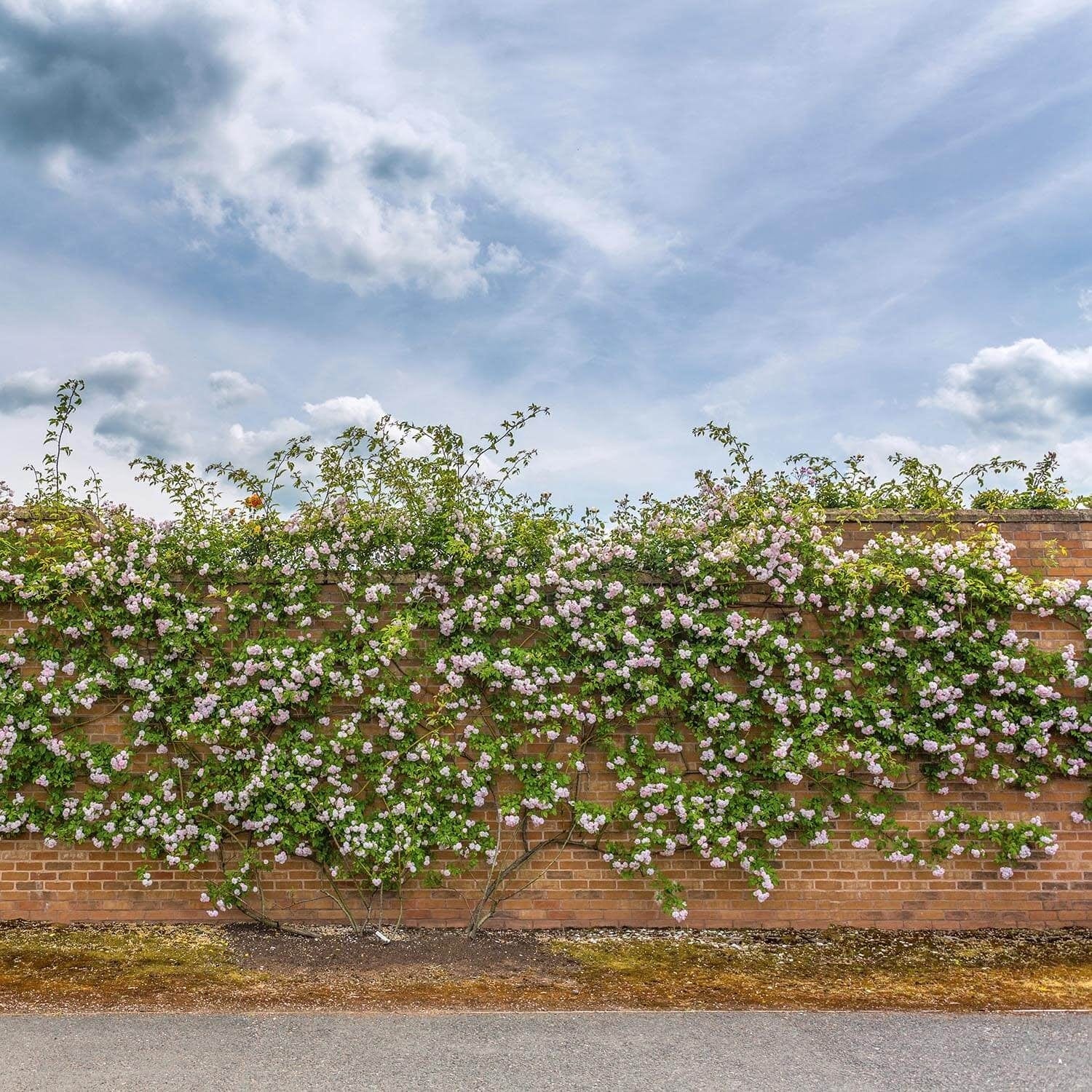 Paul’s Himalayan Musk