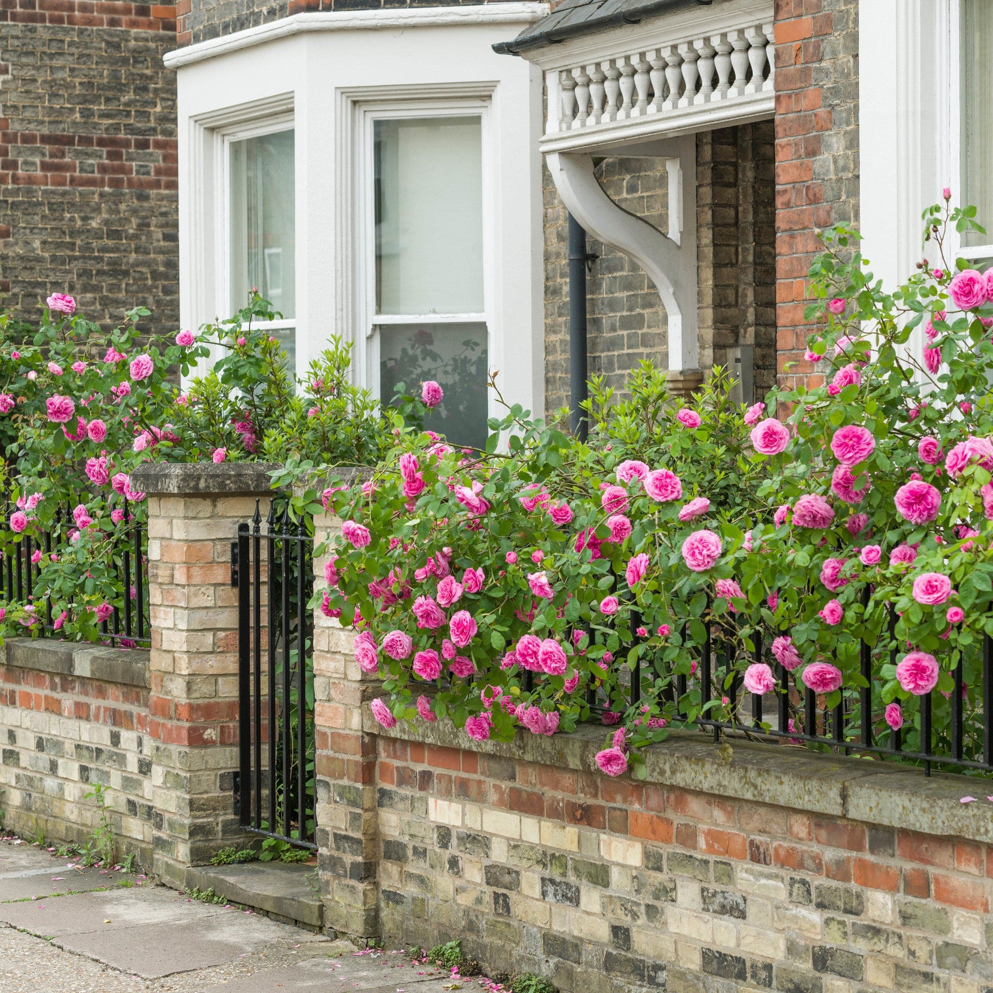 Gertrude Jekyll®