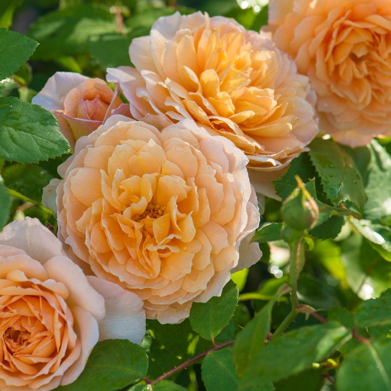 Grace | English Shrub Rose | David Austin Roses