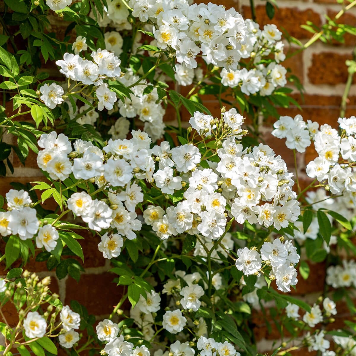 Rambling Rector