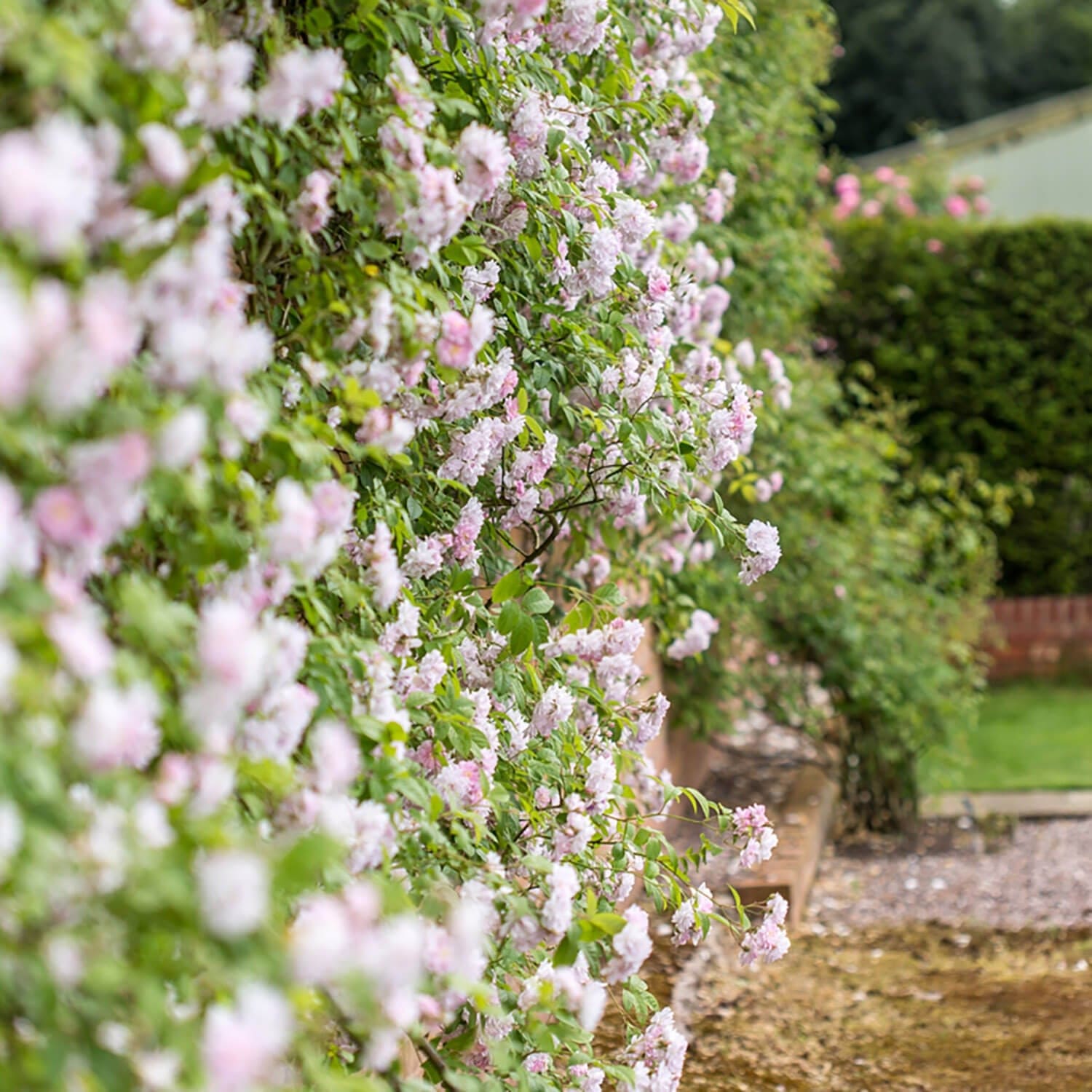 Paul’s Himalayan Musk