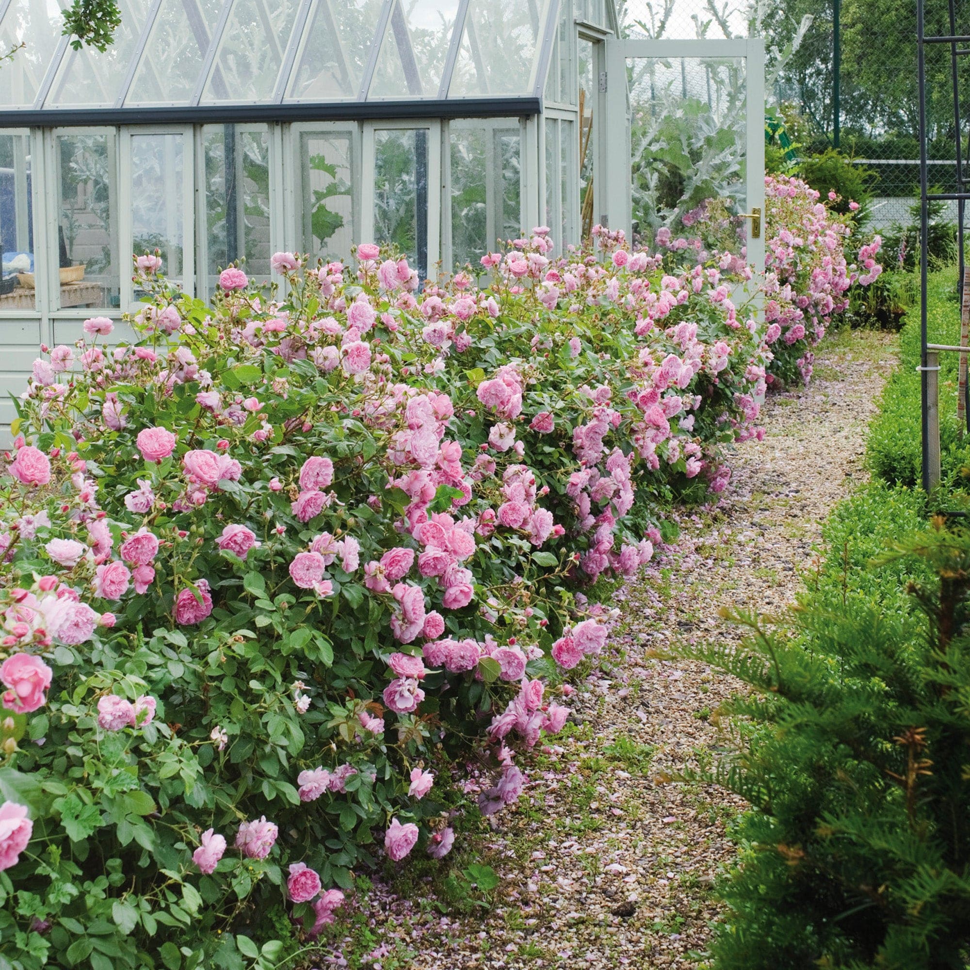 Harlow Carr 10 Rose Hedging Bundle