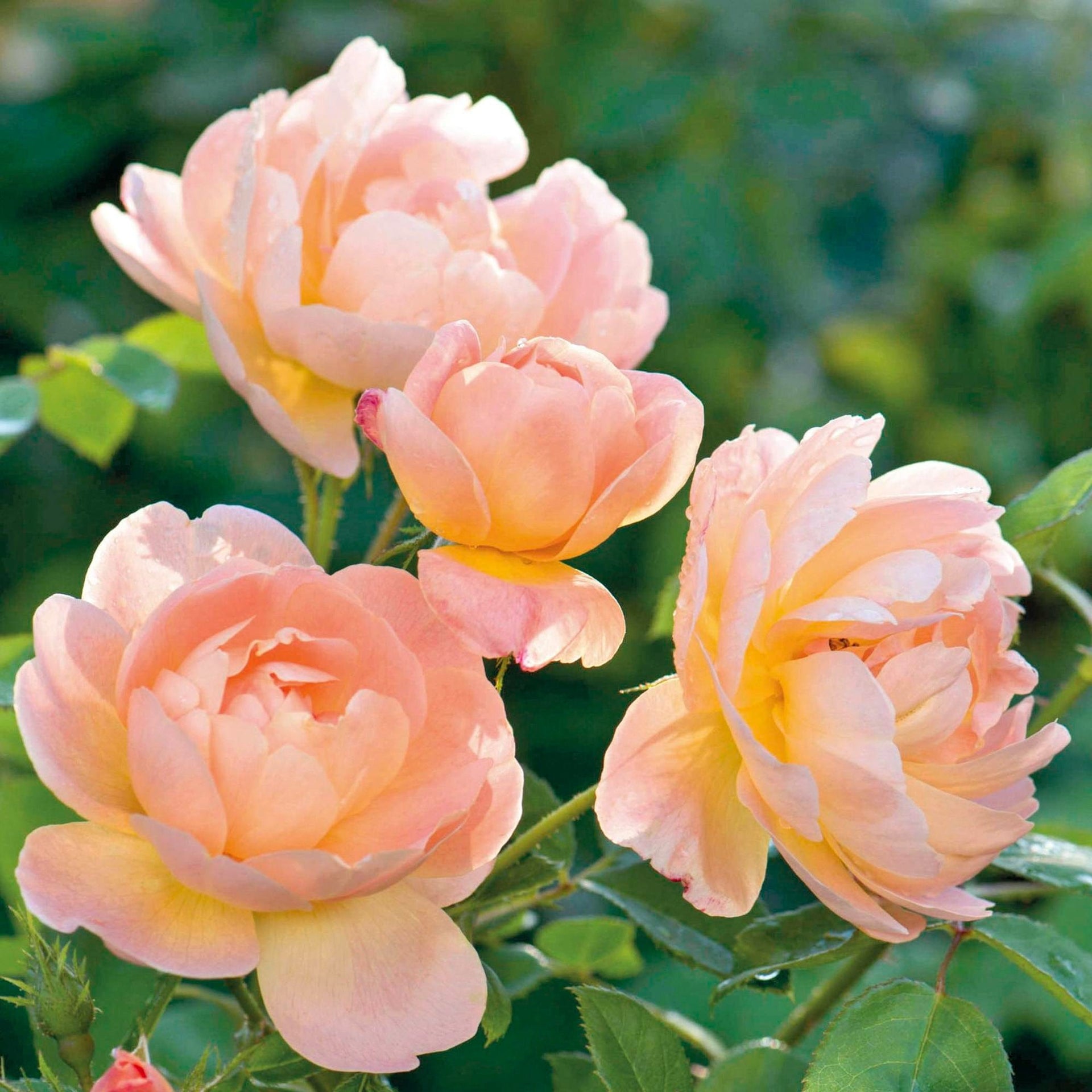 The Lark Ascending | English Shrub Rose | David Austin Roses