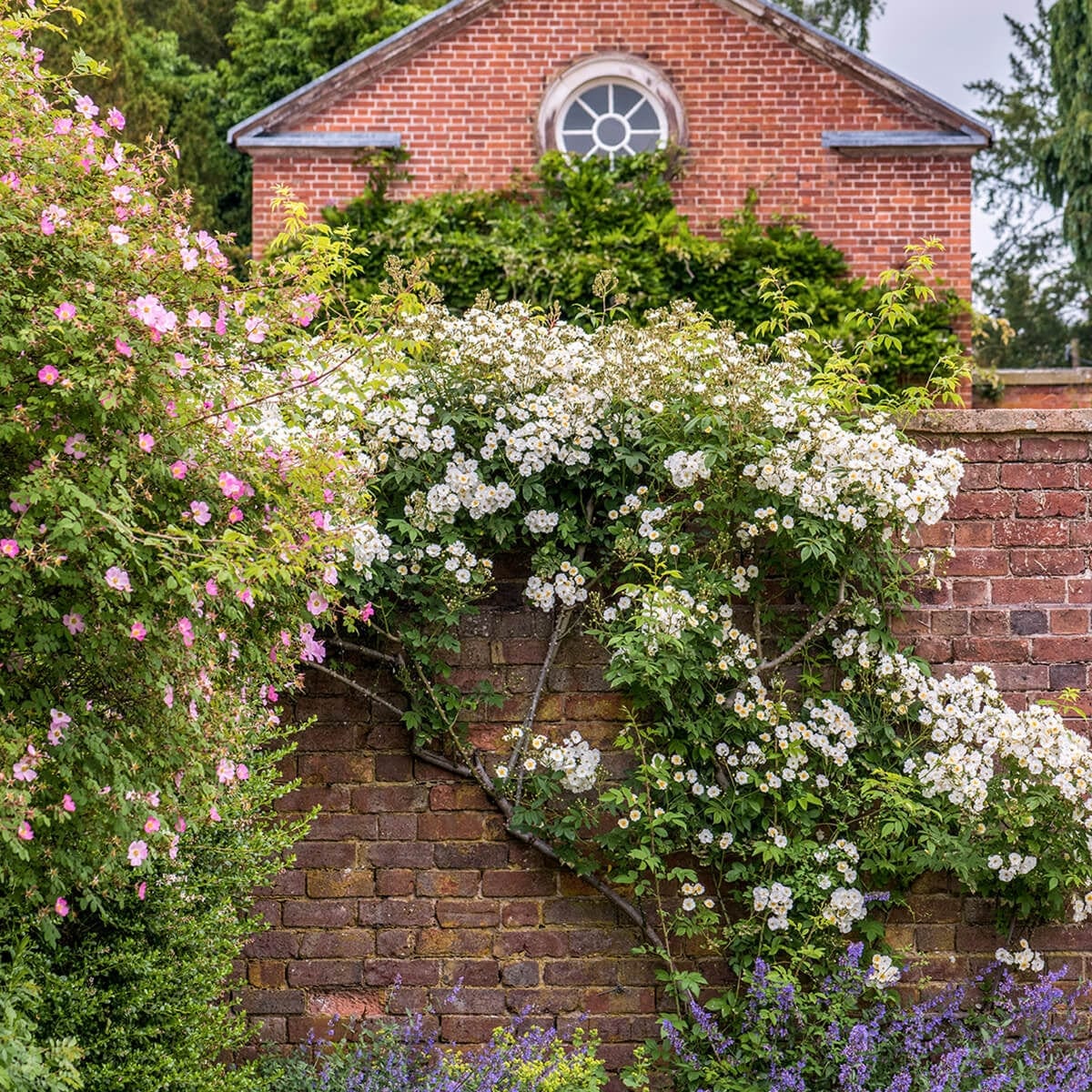 Rumbling Rector Róza Rambling Rector | Rambling Rose | David Austin Roses