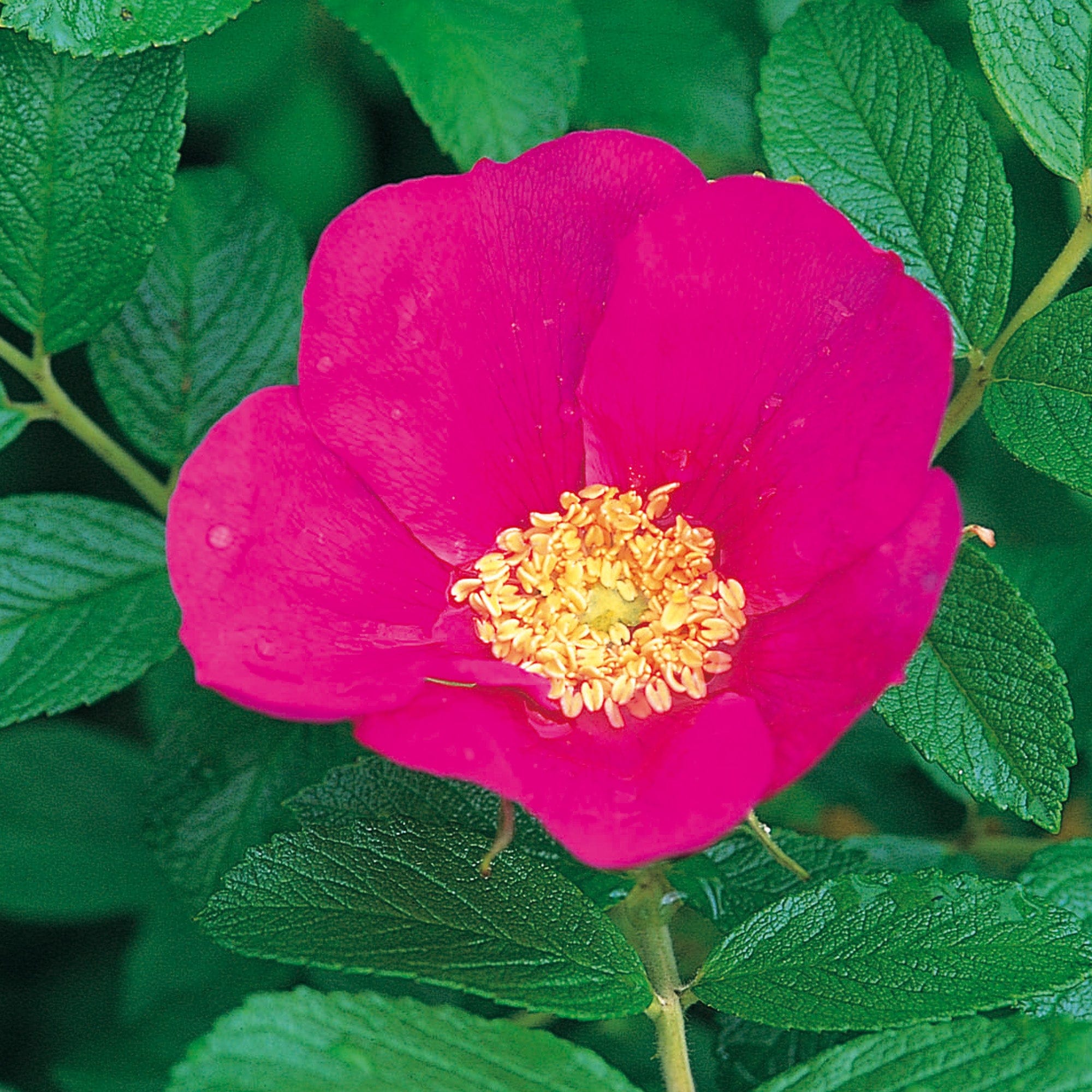 Rugosa Example R. Rugosa | Rugosa Rose | David Austin Roses