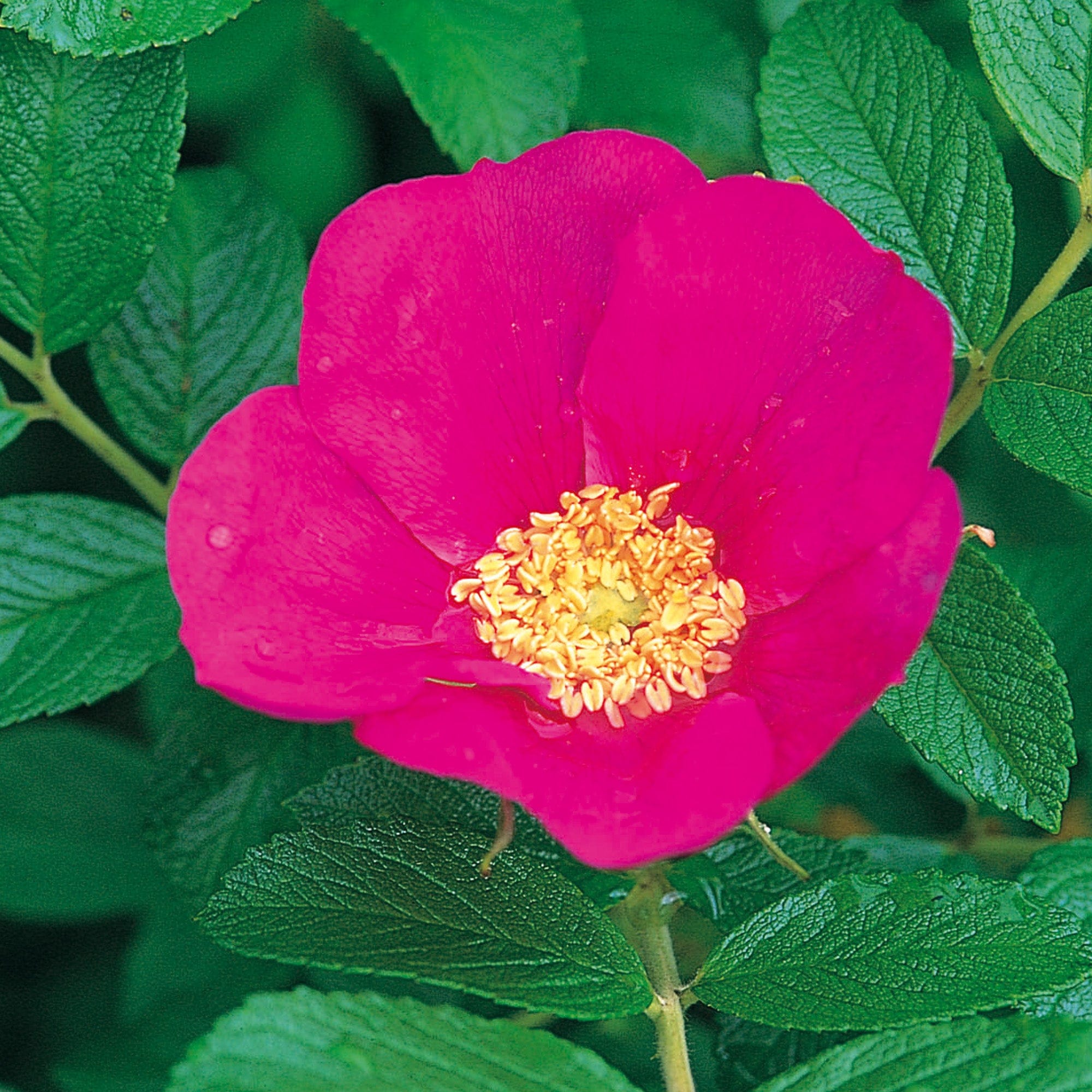 R. Rugosa