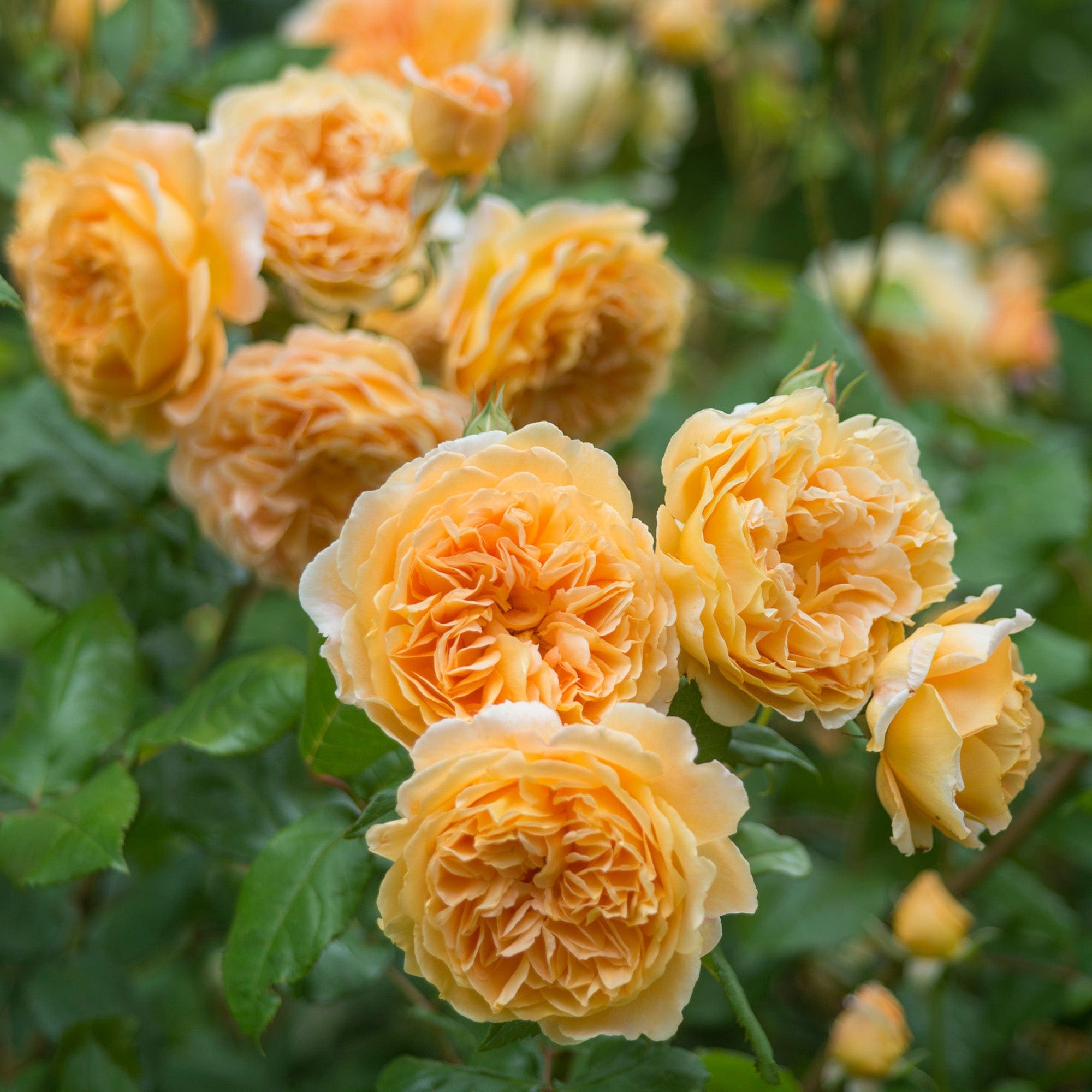 Crown Princess Margareta