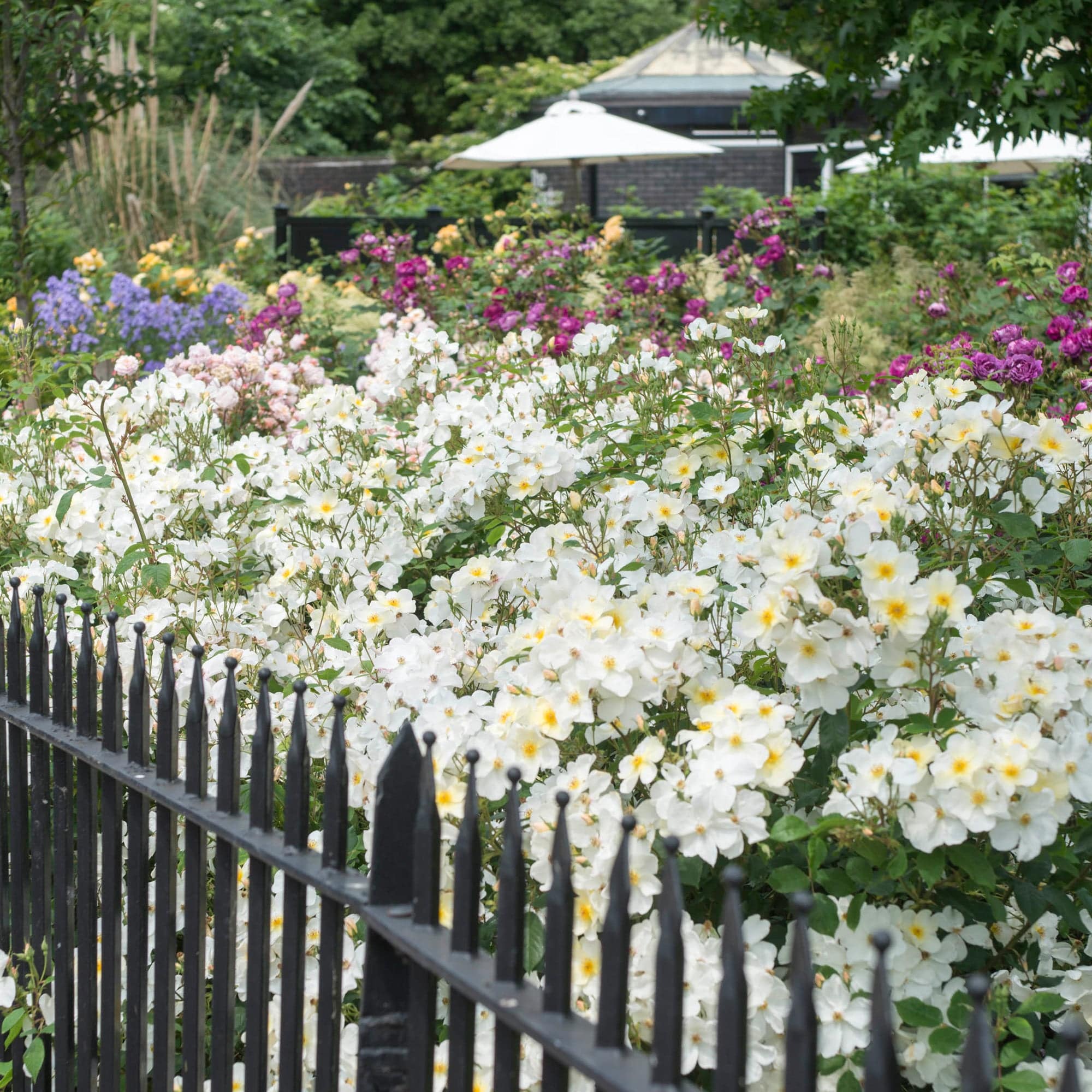 Kew Gardens 5 Rose Hedging Bundle