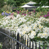 Kew Gardens Hedging Bundle