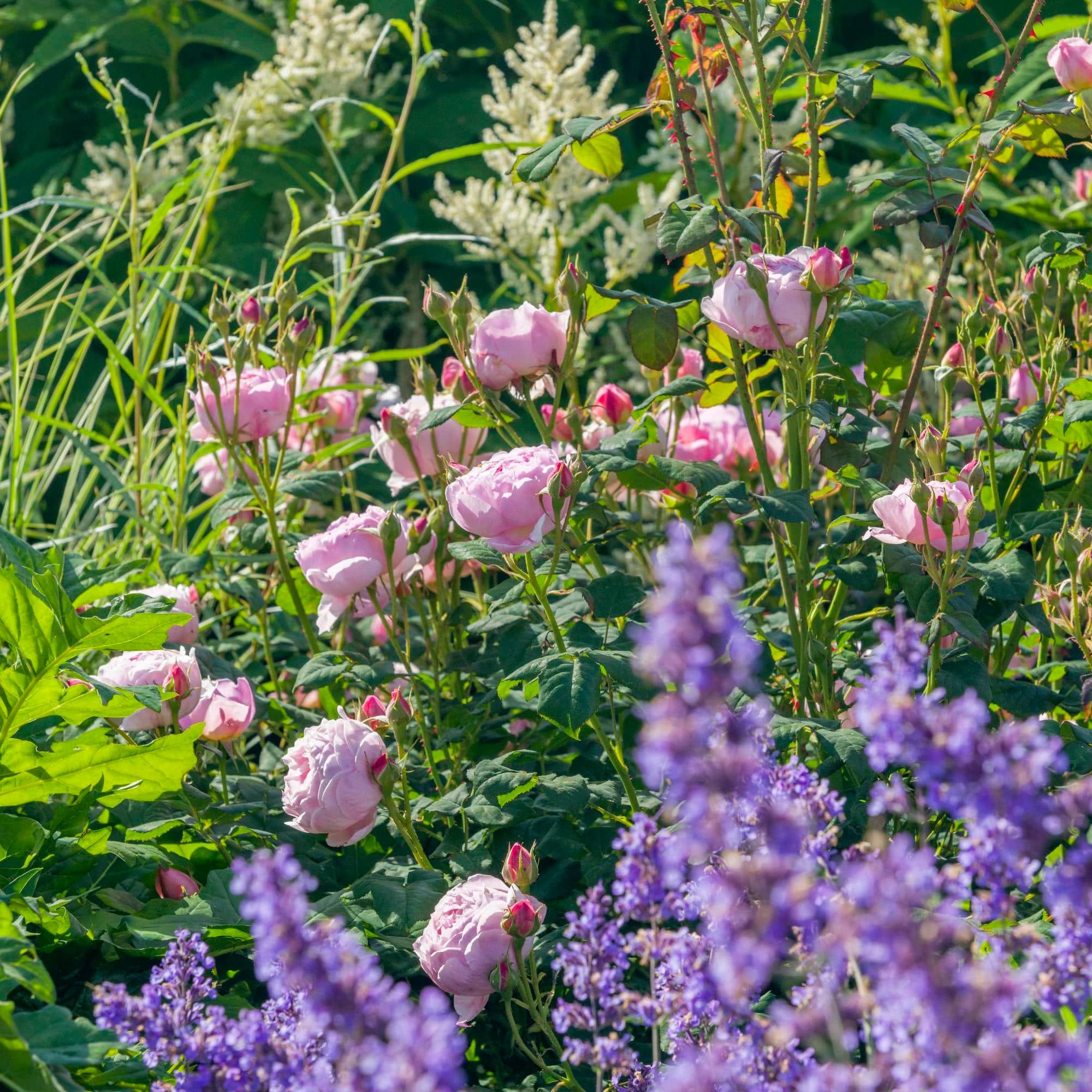 Scepter'd Isle (Ausland) | English Shrub Rose | David Austin Roses