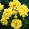 R. spin. ‘Williams’ Double Yellow’