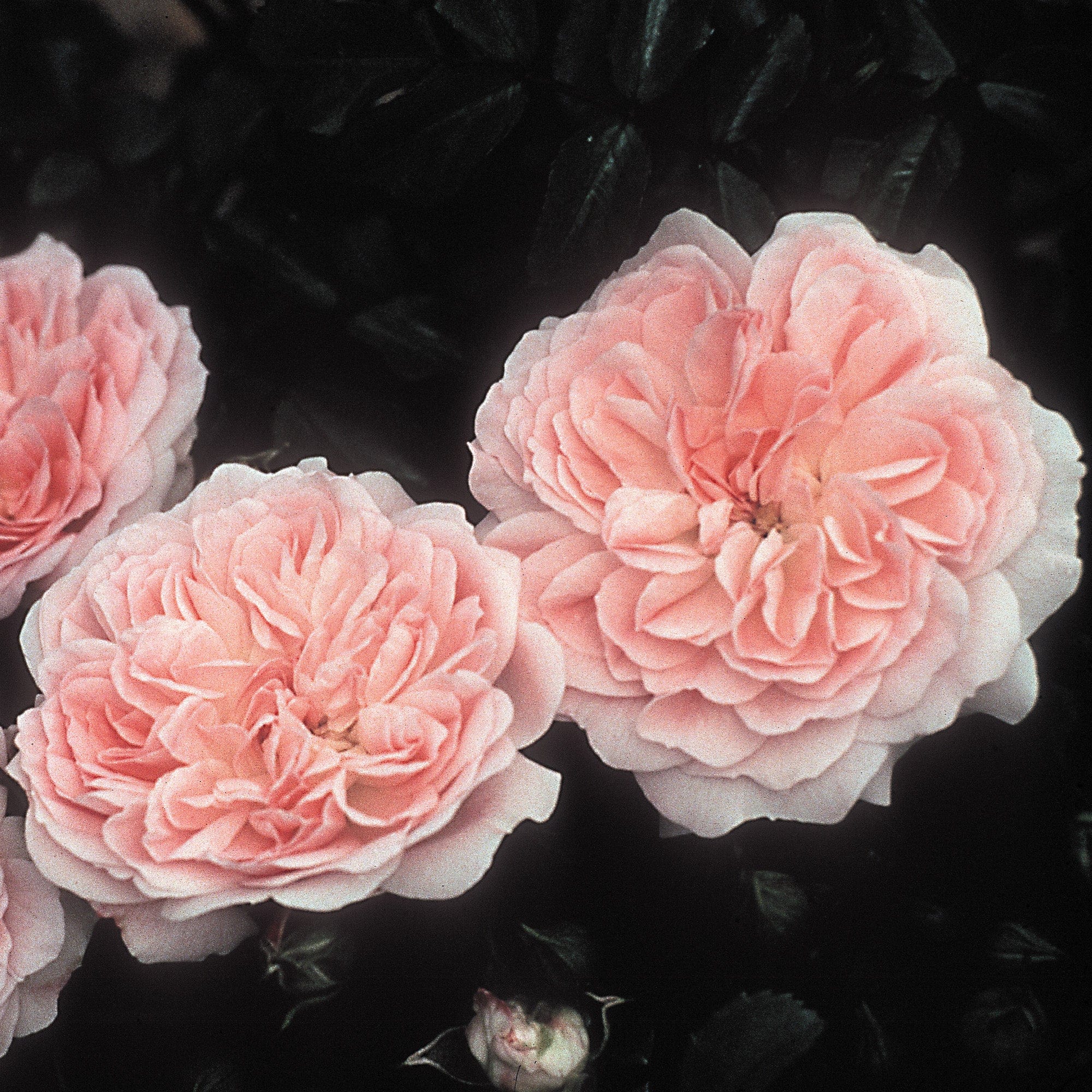 Cheshire | Ground Cover Rose | David Austin Roses