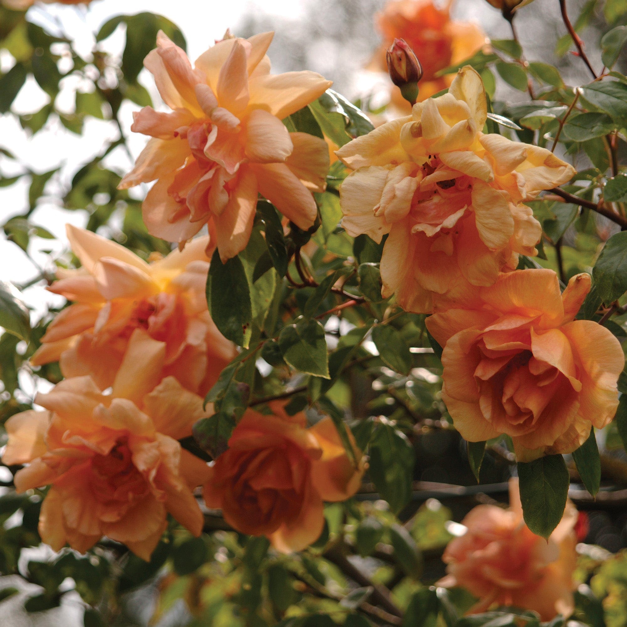 Crestation Roses Crepuscule | Climbing Rose | David Austin Roses