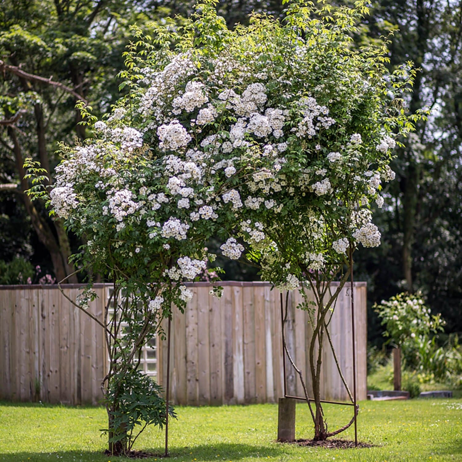 Rambling Rector