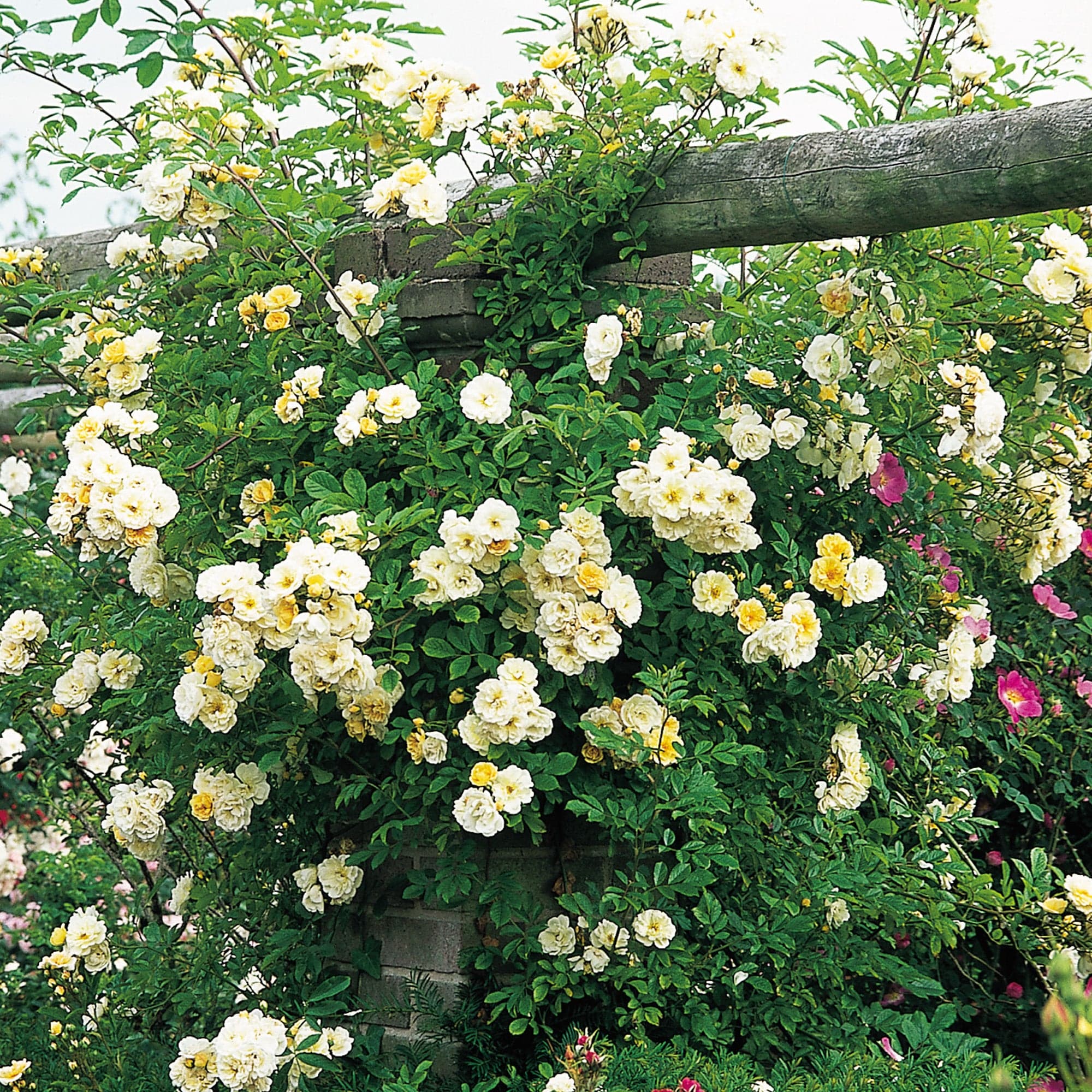 Goldfinch | Rambling Rose | David Austin Roses