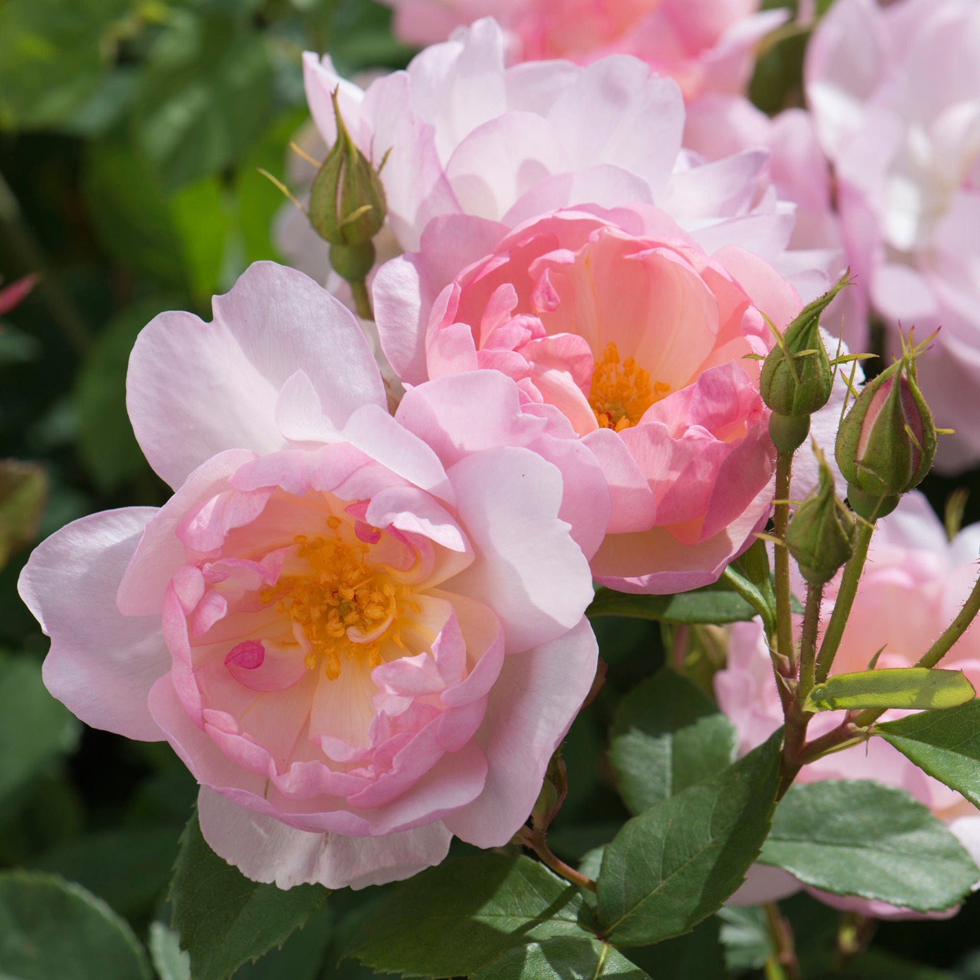 Scarborough Fair (Ausoran) | English Shrub Rose | David Austin Roses