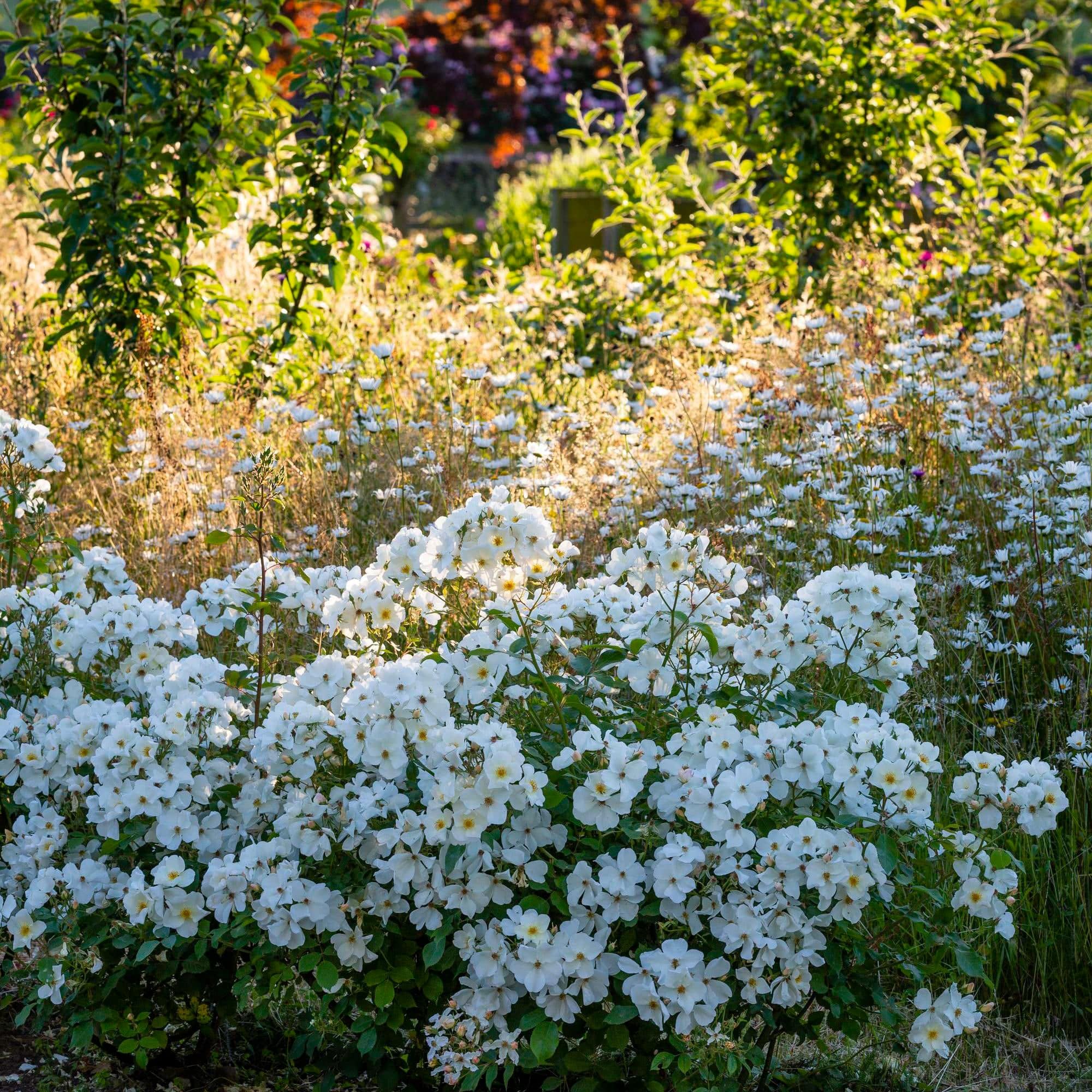 Kew Gardens