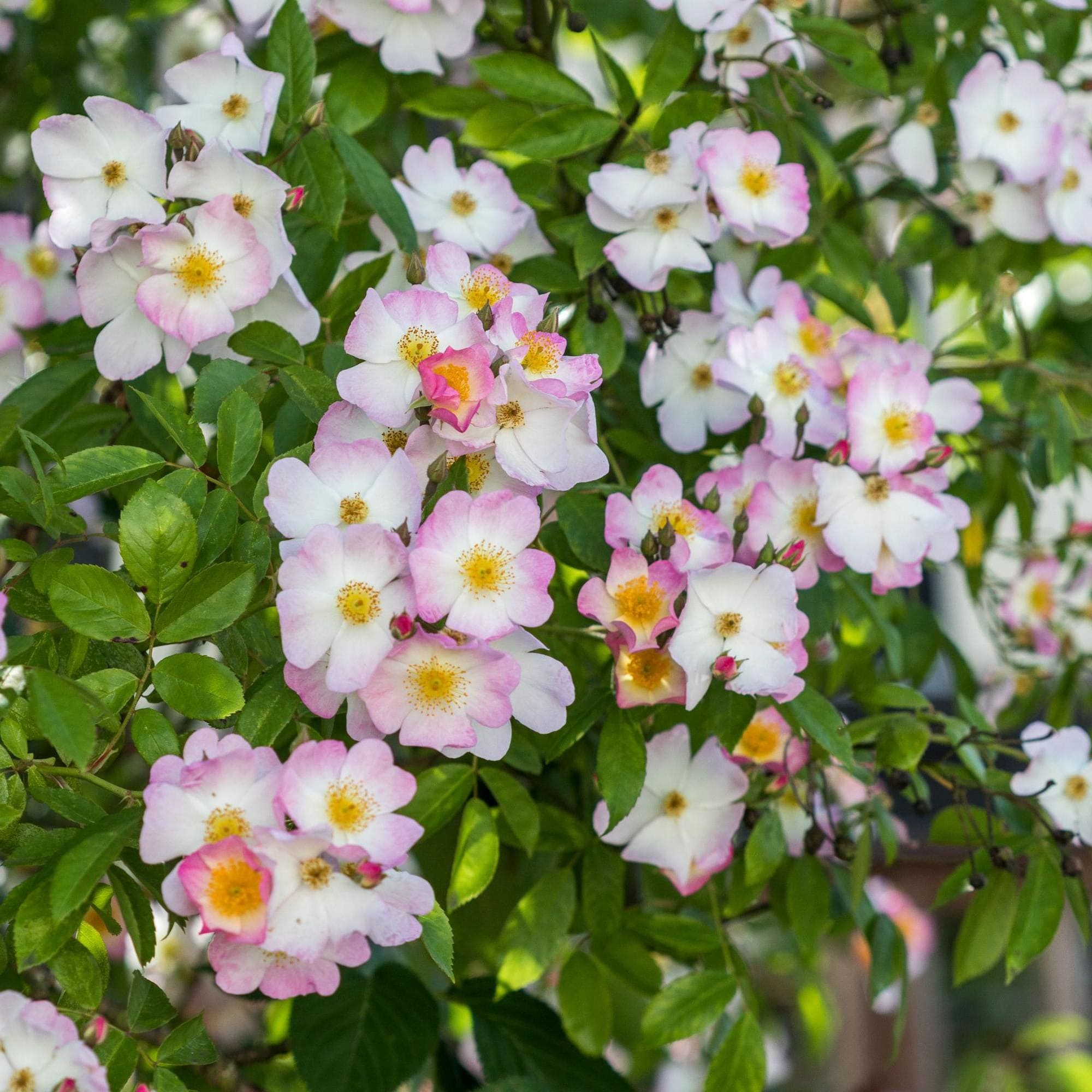Francis E. Lester | Rambling Rose | David Austin Roses