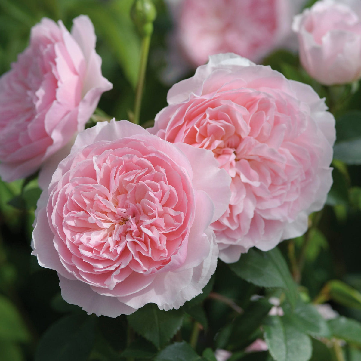 Wisley 2008 (Ausbreeze) | English Shrub Rose | David Austin Roses