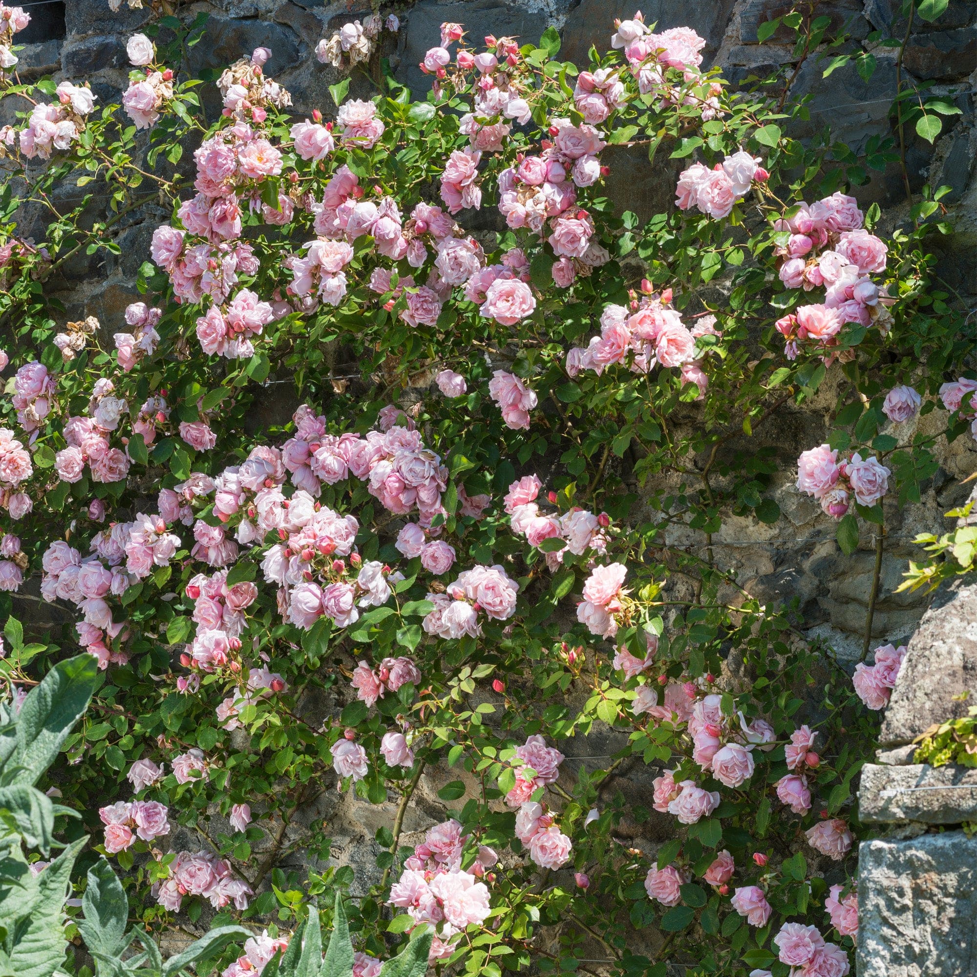 Debut Picture Roses Debutante | Rambling Rose | David Austin Roses