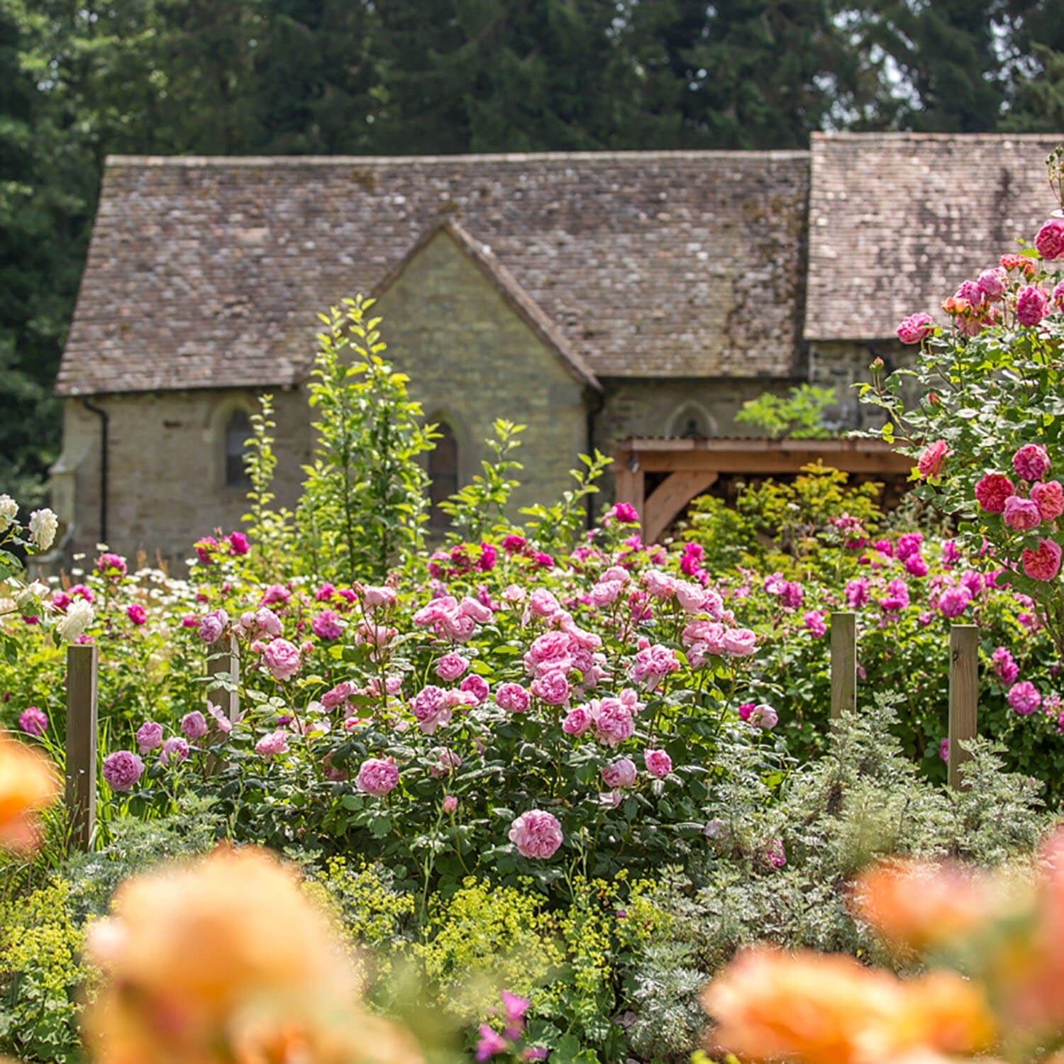 The Ancient Mariner (Ausoutcry) | English Shrub Rose | David