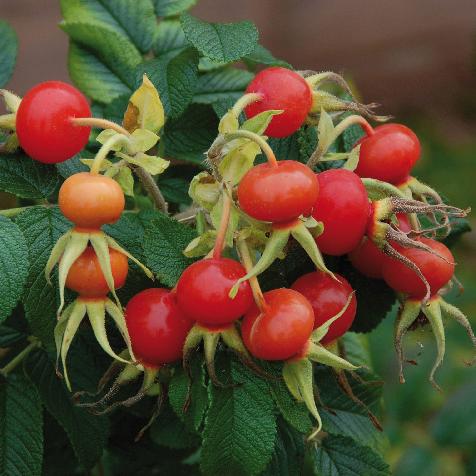 R. Rugosa Alba