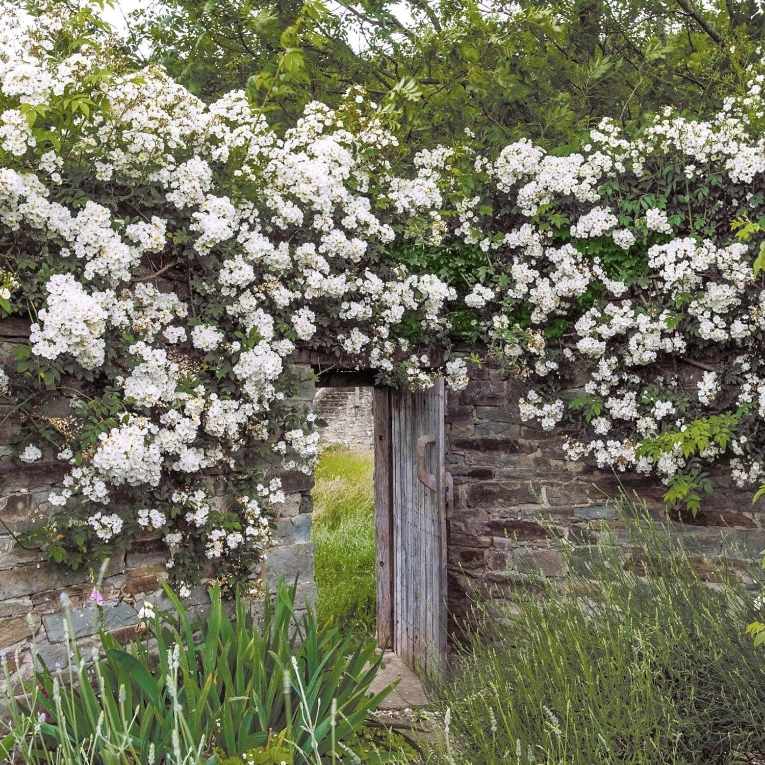 Rambling Rector