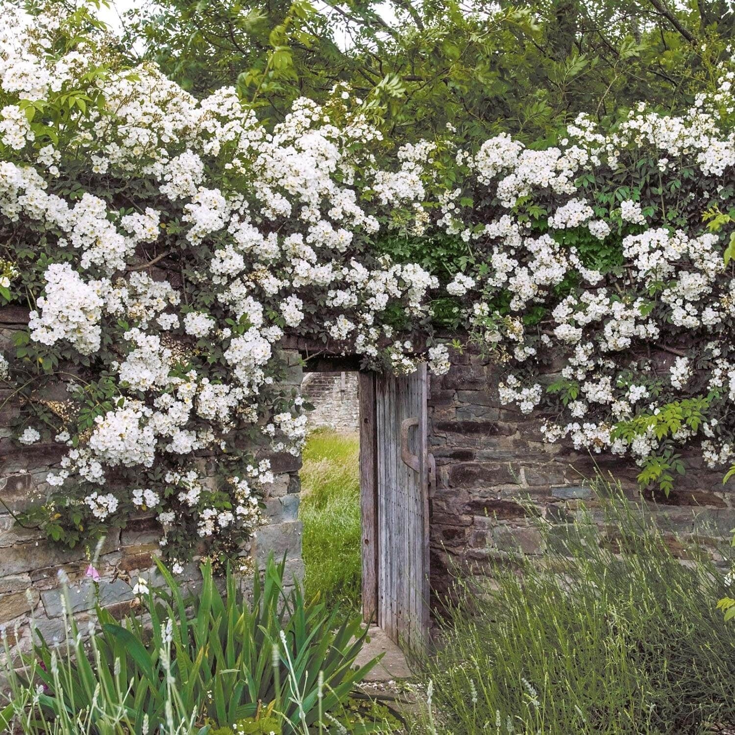 Rambling Rector | Rambling Rose | David Austin Roses