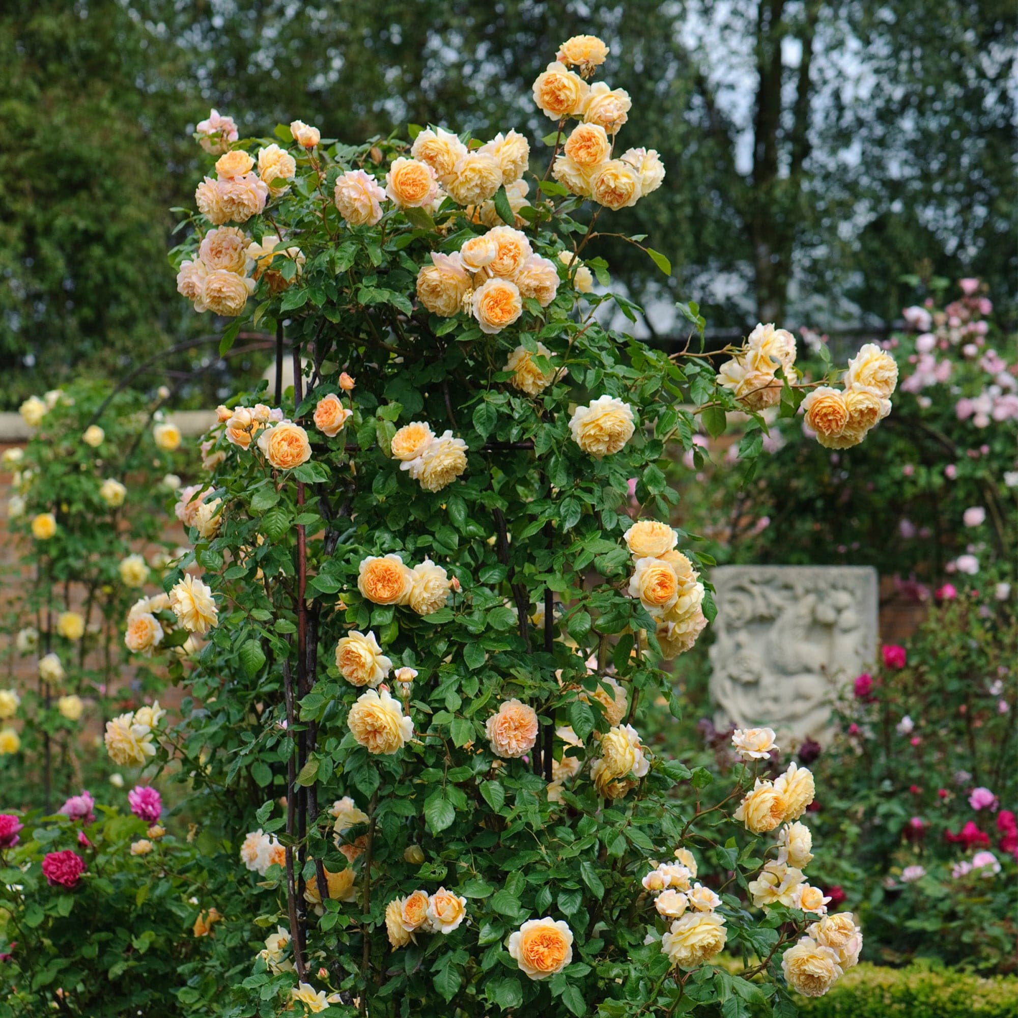 Crown Princess Margareta