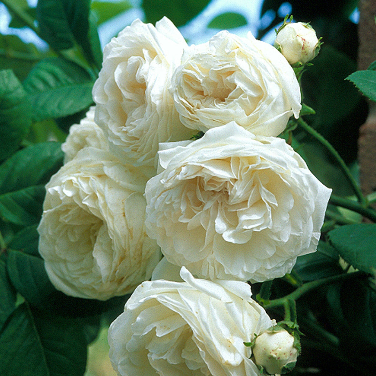 Long John Silver | Rambling Rose | David Austin Roses