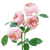 The Alnwick® Rose™