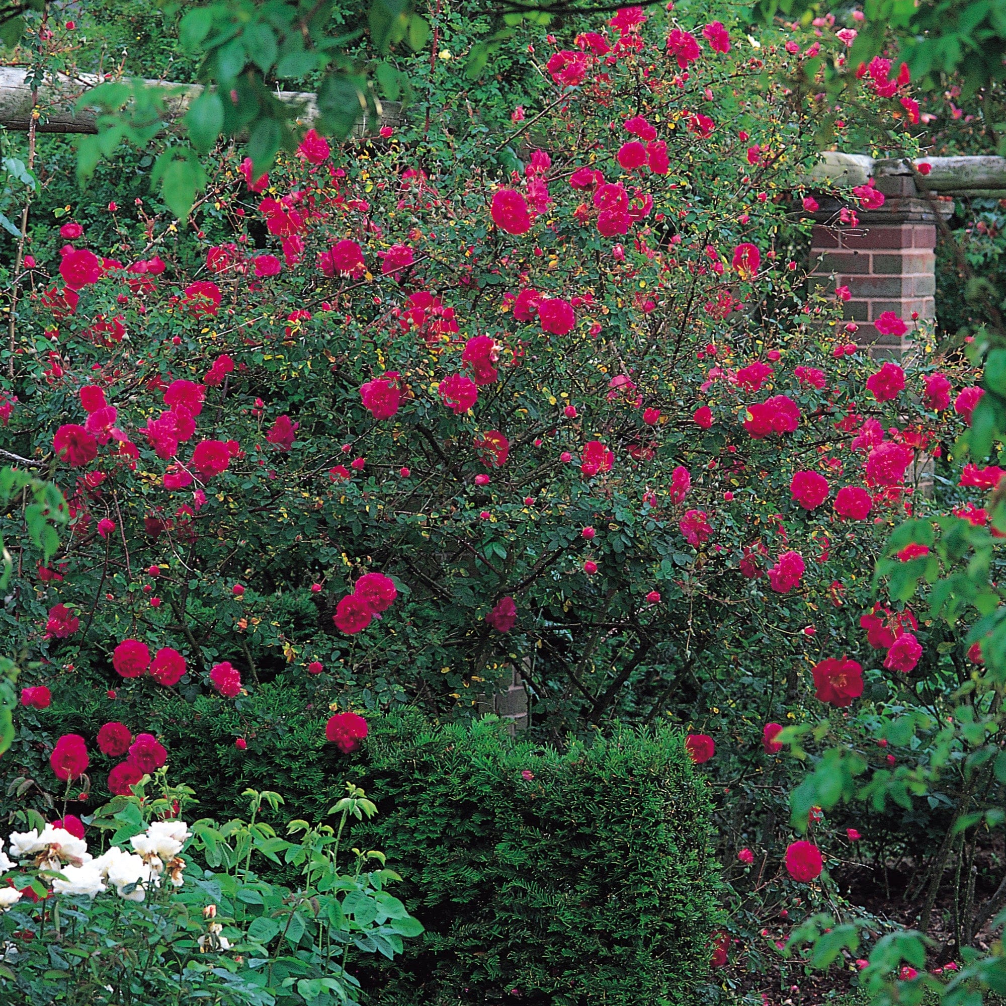 Cerise Bouquet