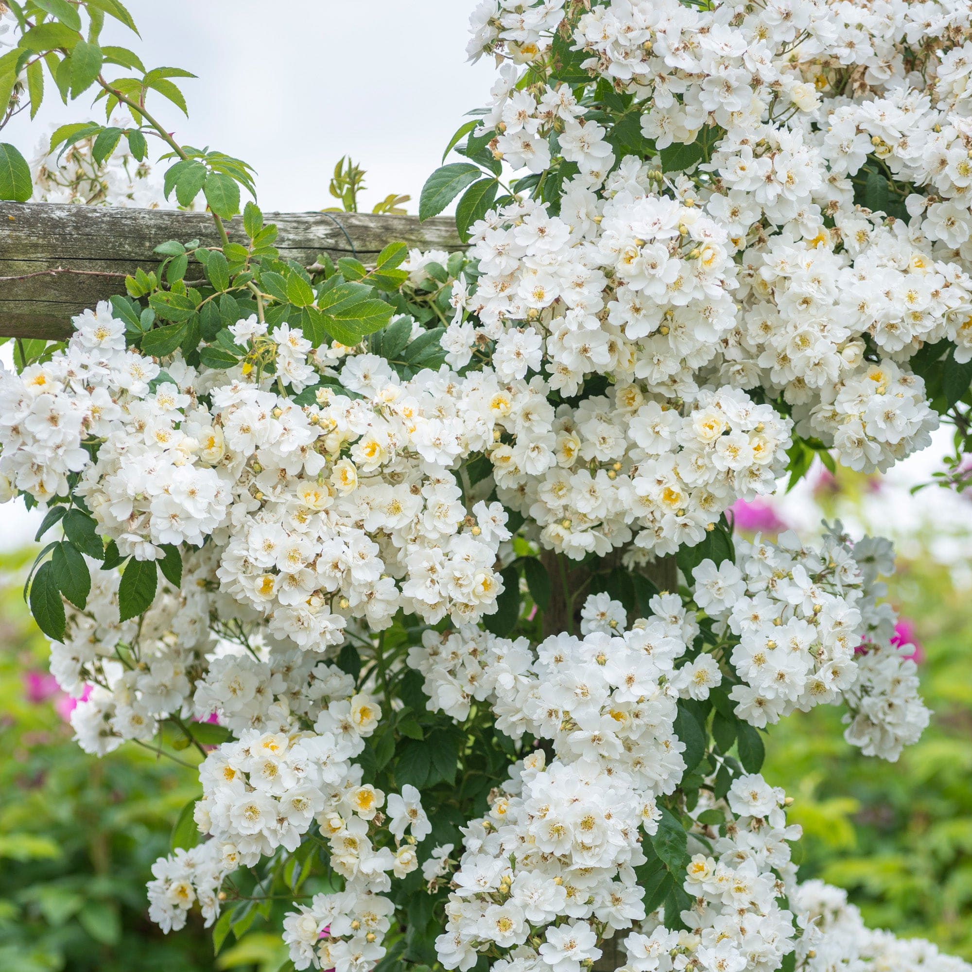 Rambling Rector | Rambling Rose | David Austin Roses